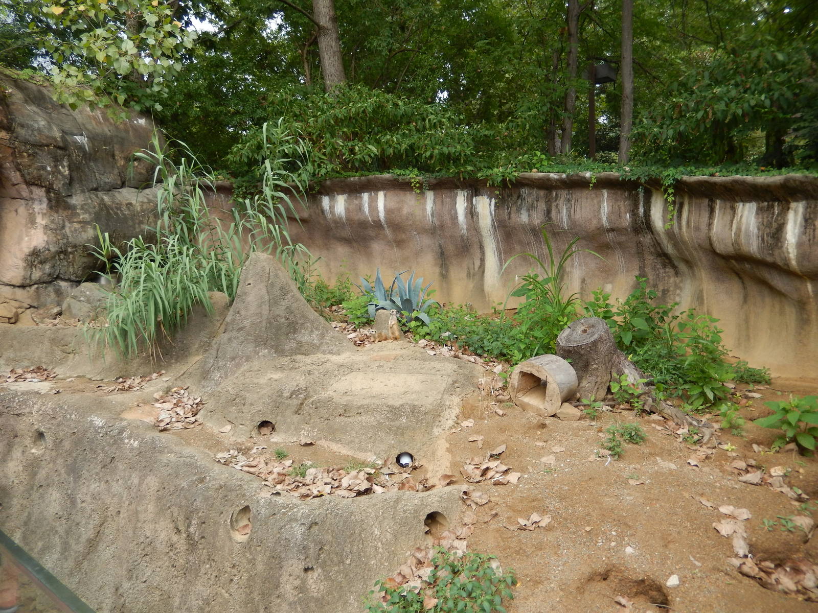 8/14/2016 - Meerkat Exhibit
