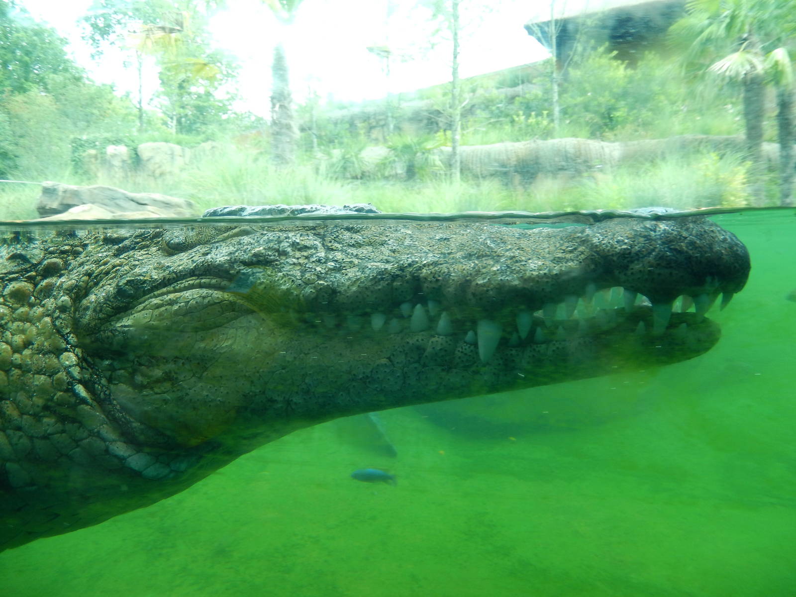 8/14/2016 - Nile Croc Underwater
