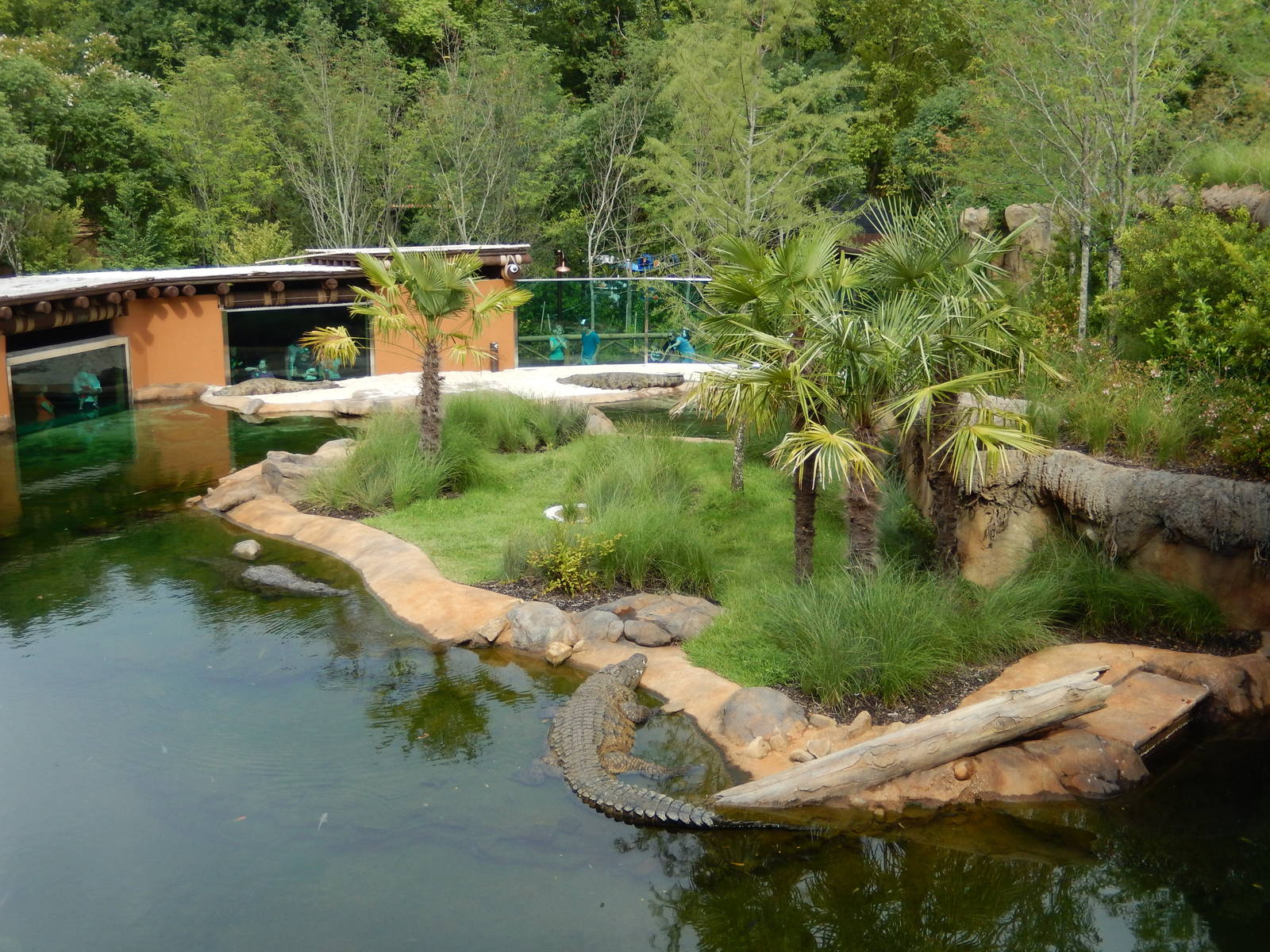 8/14/2016 - Nile Crocodile Habitat