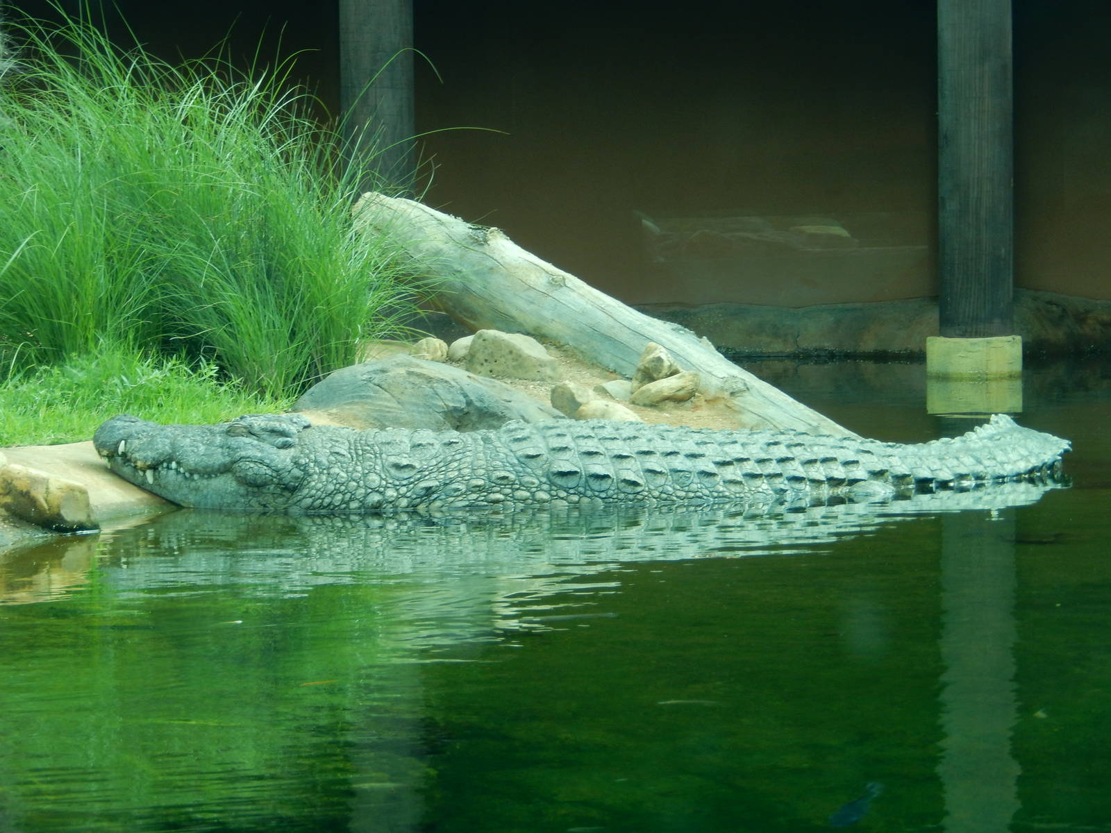 8/14/2016 - Nile Crocodile
