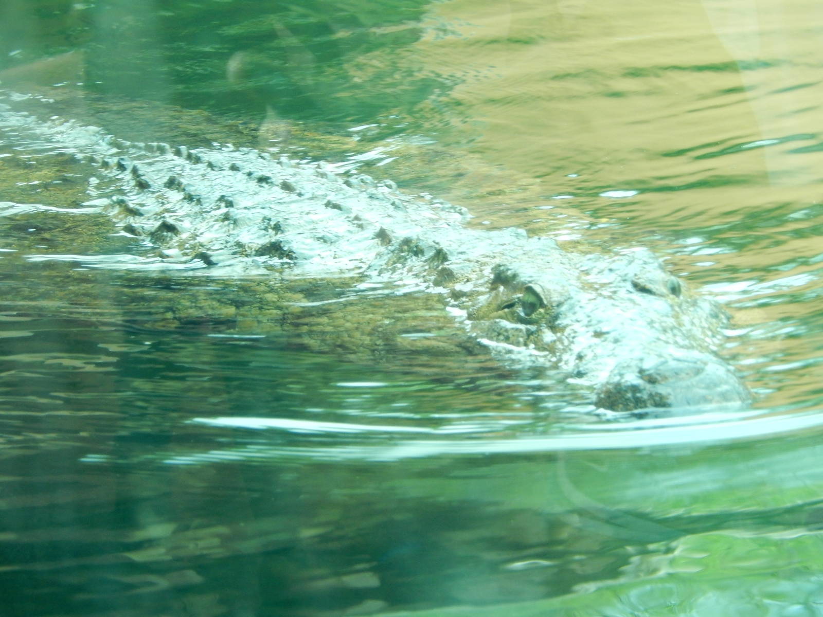 8/14/2016 - Nile Crocodile
