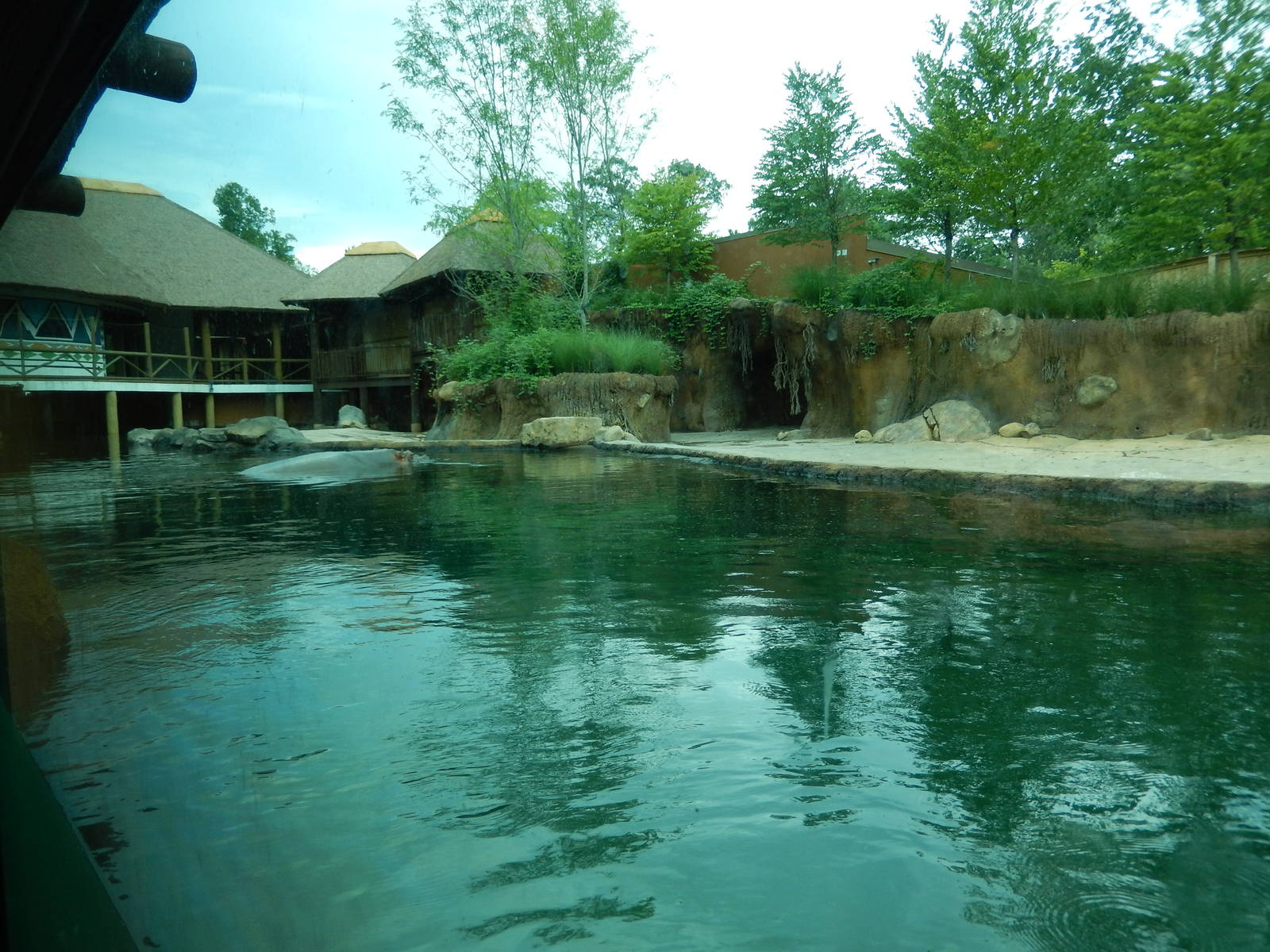 8/14/2016 - Nile Hippo Habitat