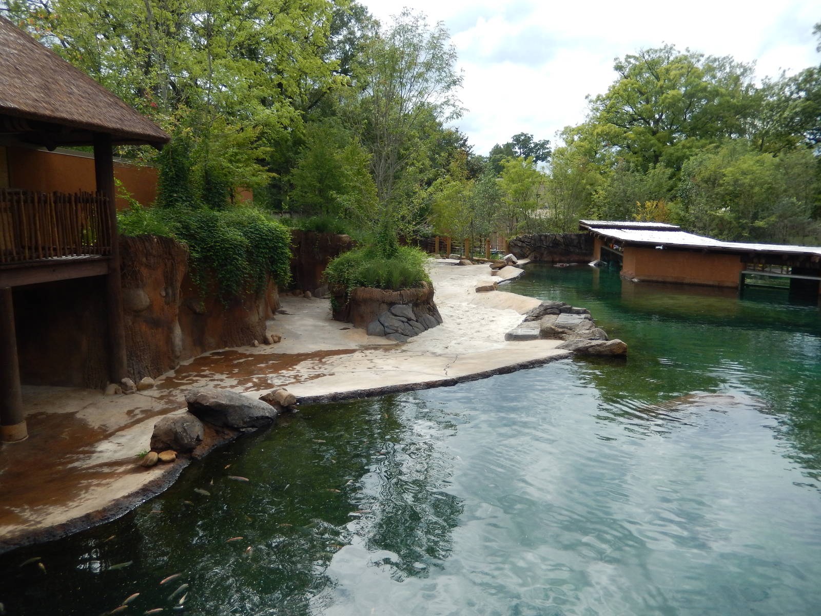 8/14/2016 - Nile Hippo Habitat