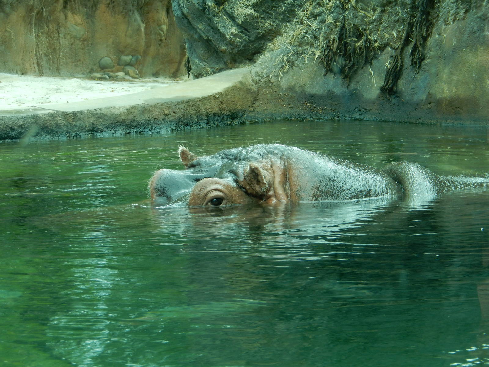 8/14/2016 - Nile Hippo