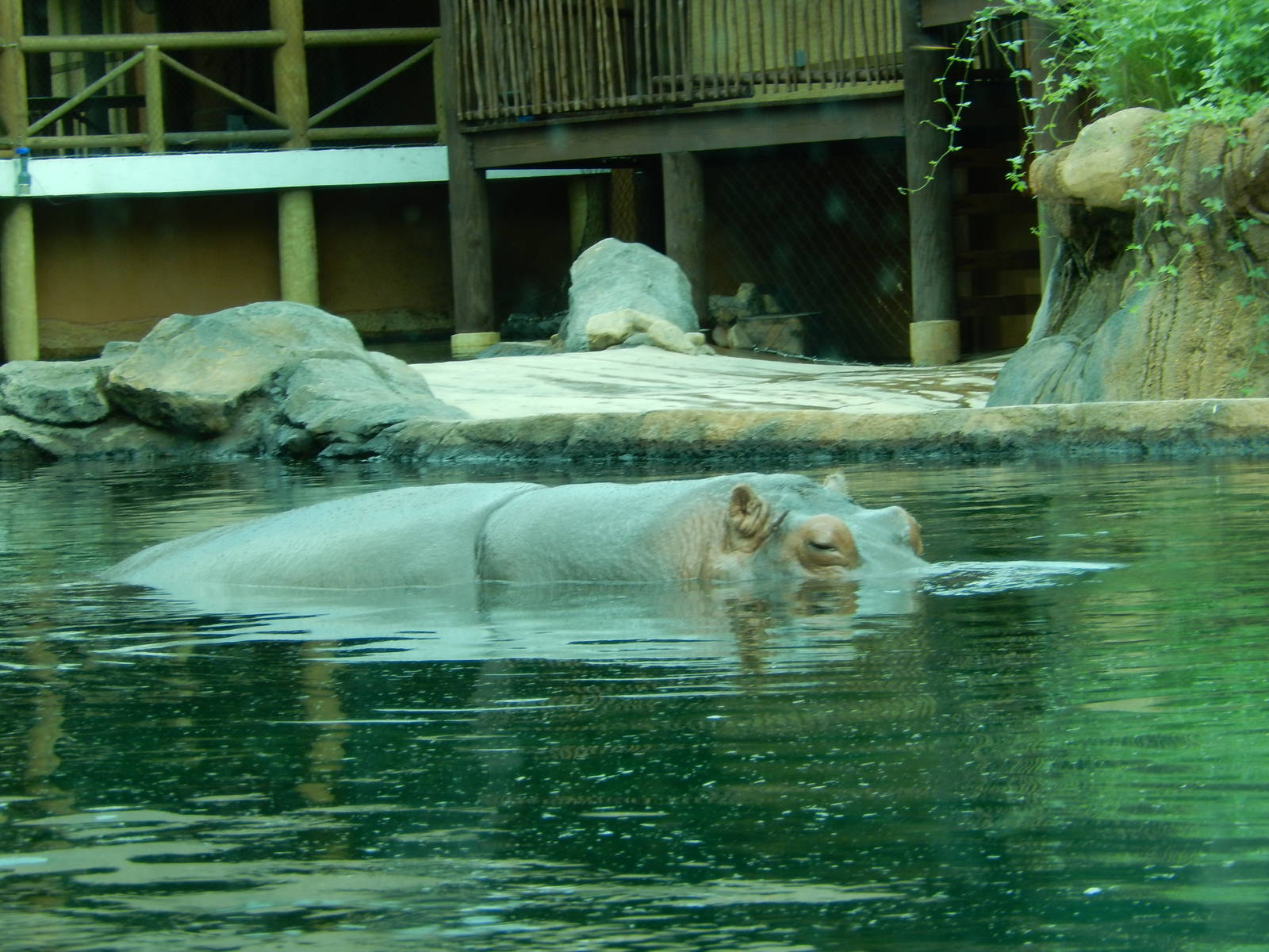 8/14/2016 - Nile Hippo