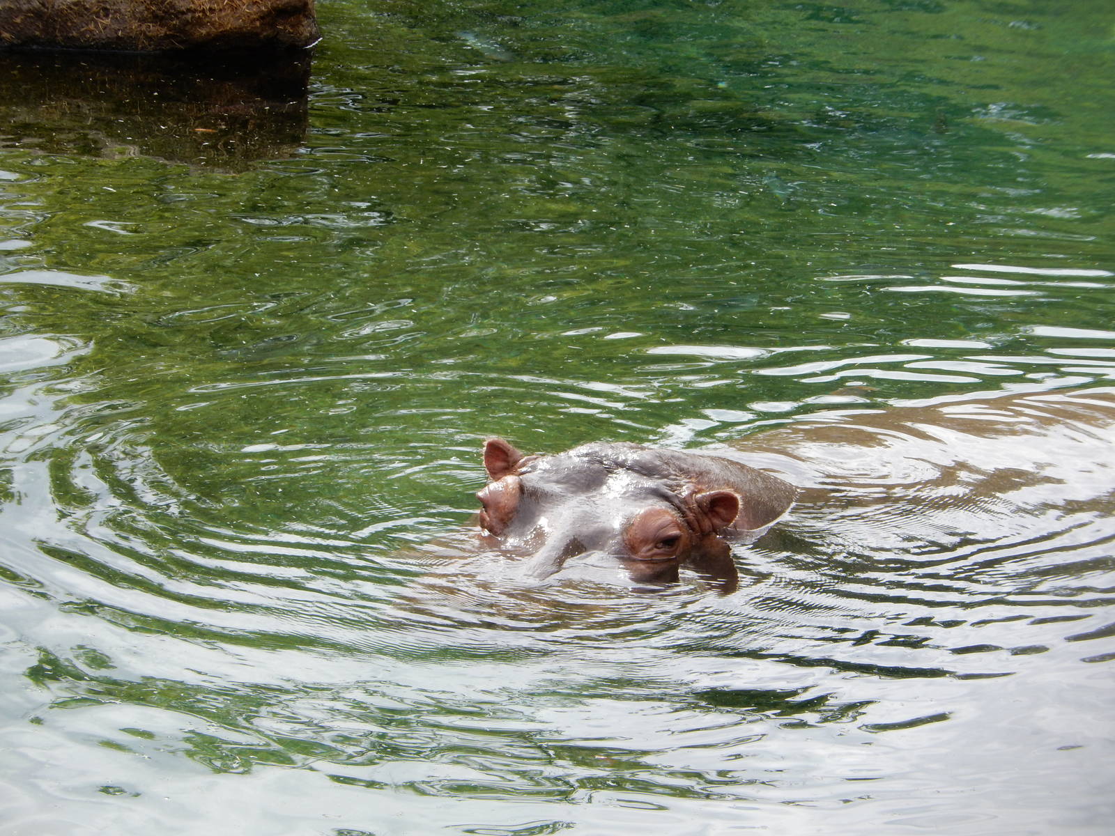 8/14/2016 - Nile Hippo