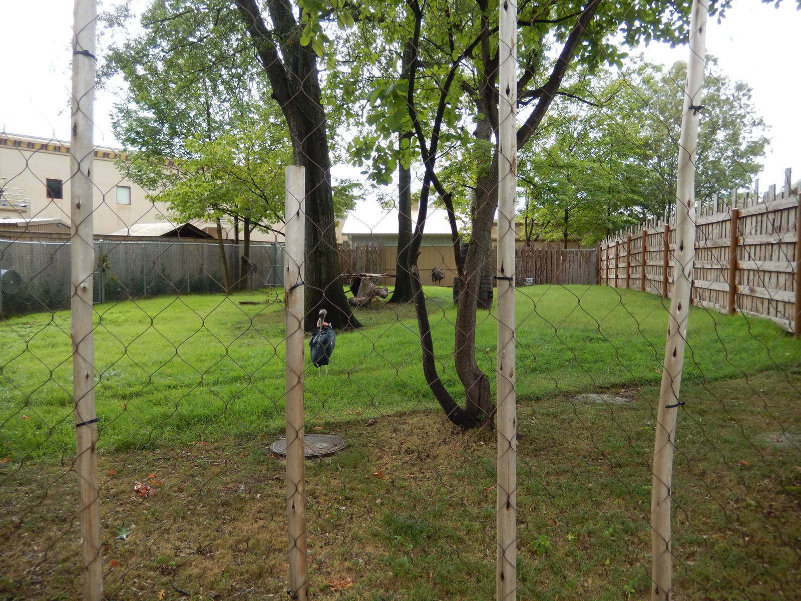 8/14/2016 - Nyala & Marabou Stork Exhibit