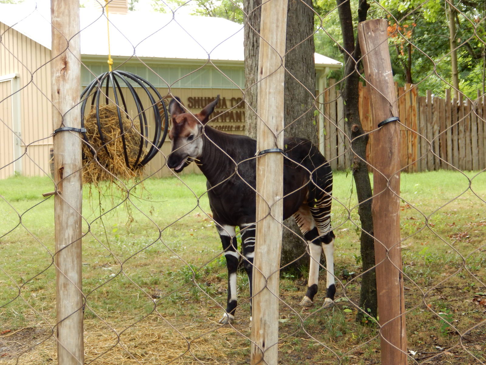8/14/2016 - Okapi