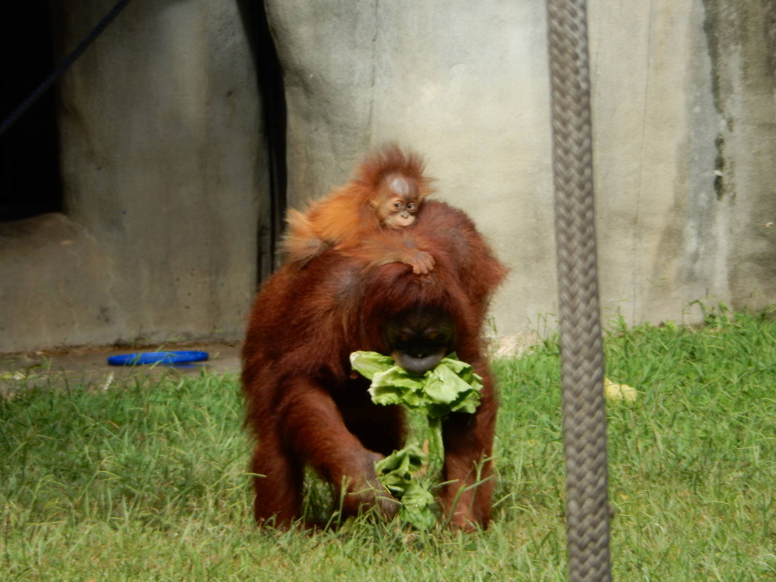8/14/2016 - Orangutan Mom and Baby