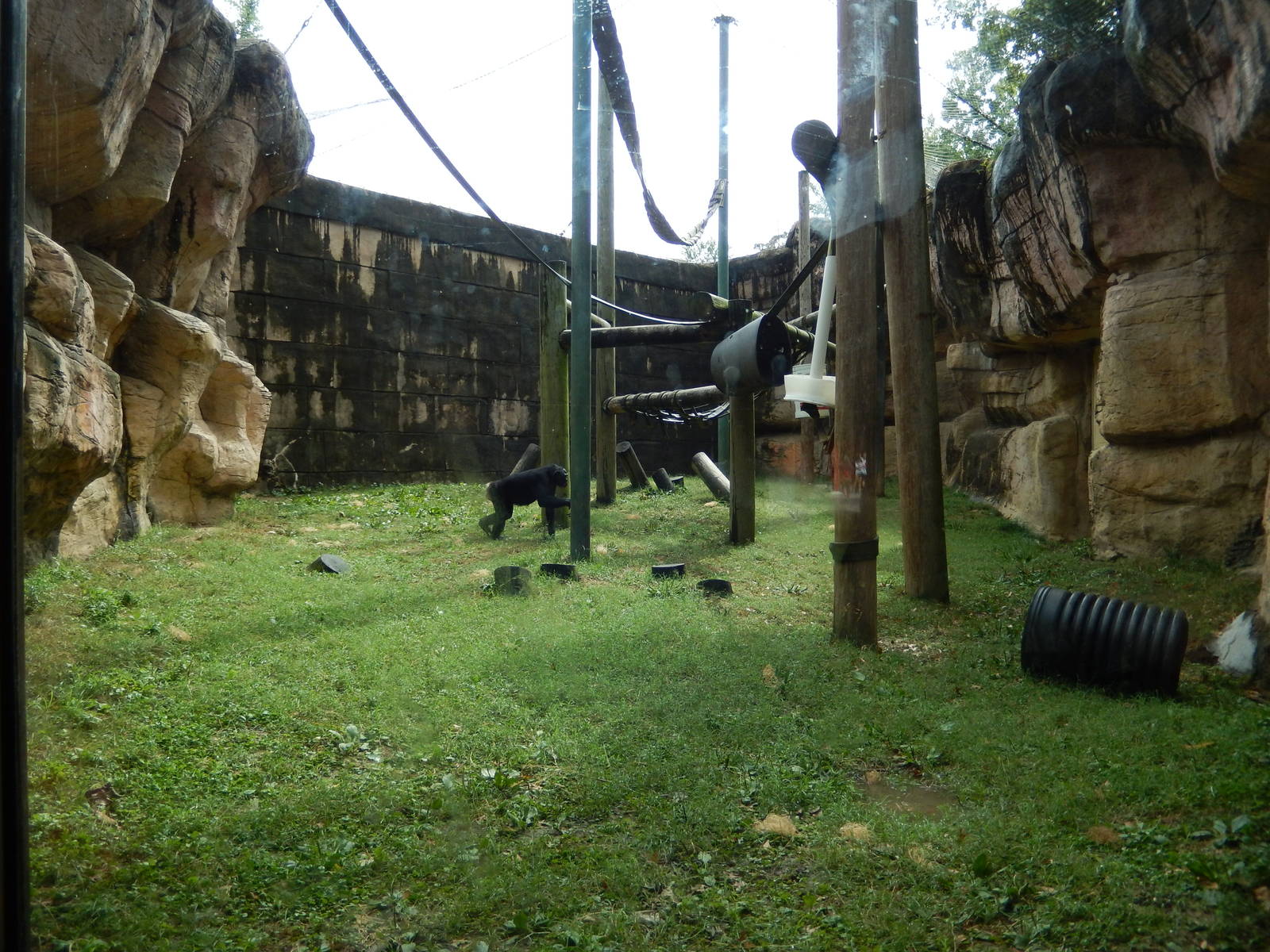 8/14/2016 - Outdoor Bonobo Habitat