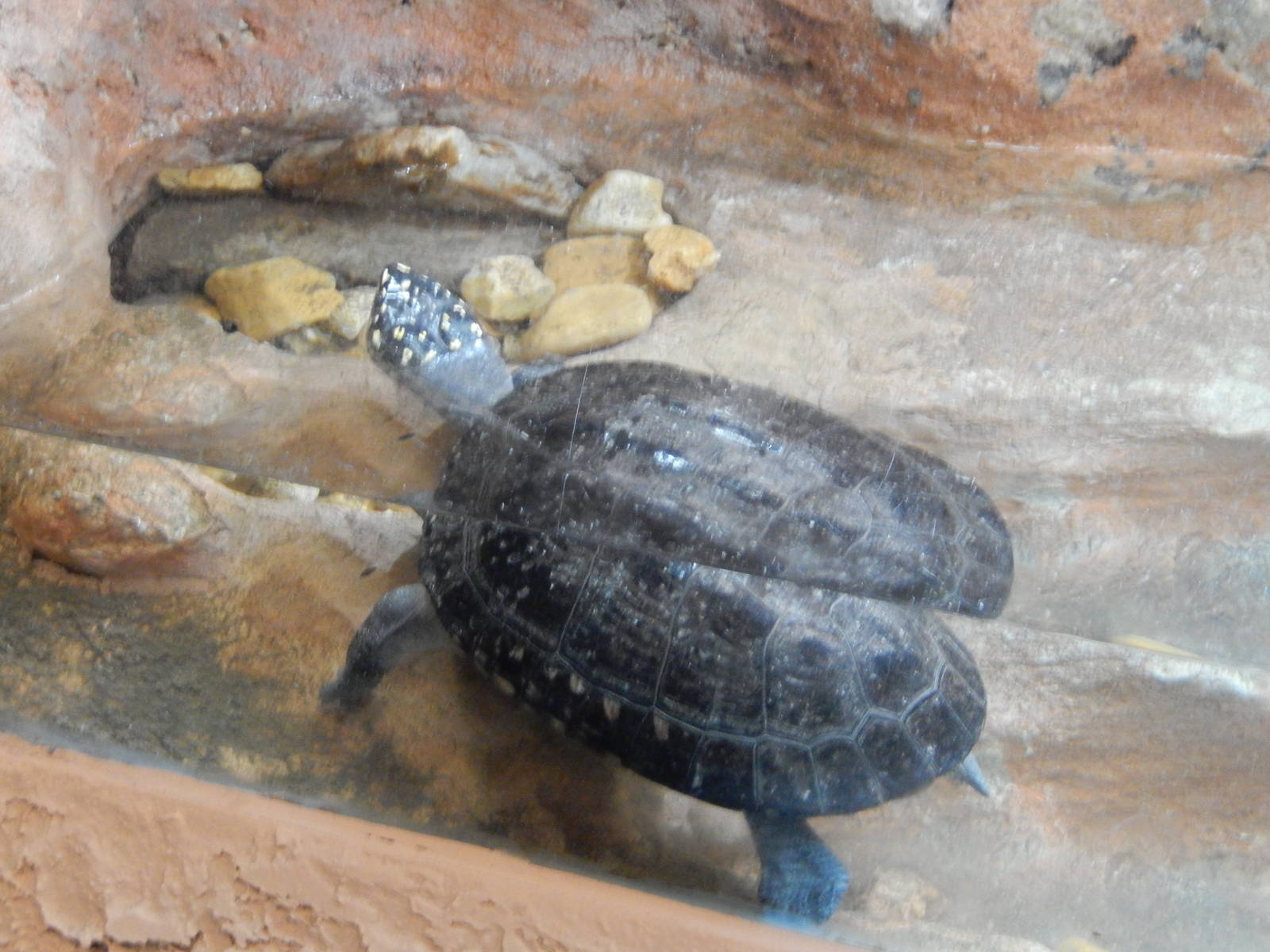 8/14/2016 - Pakistani Pond Turtle