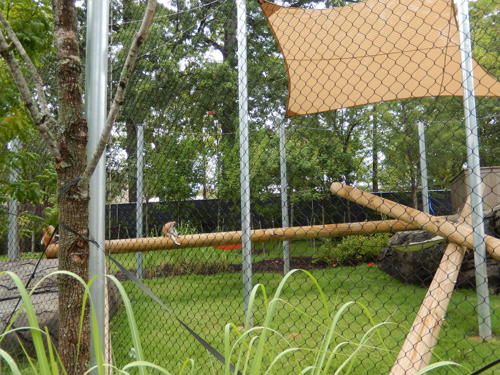 8/14/2016 - Patas Monkey Exhibit