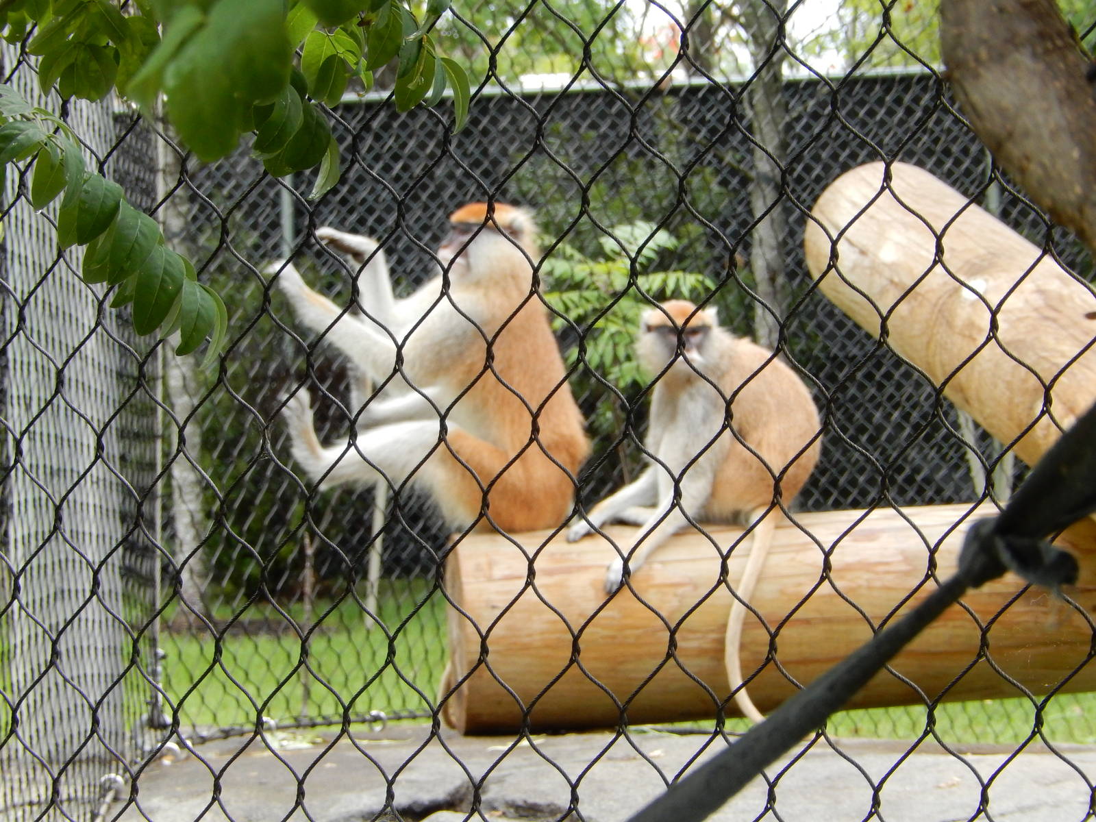 8/14/2016 - Patas Monkeys