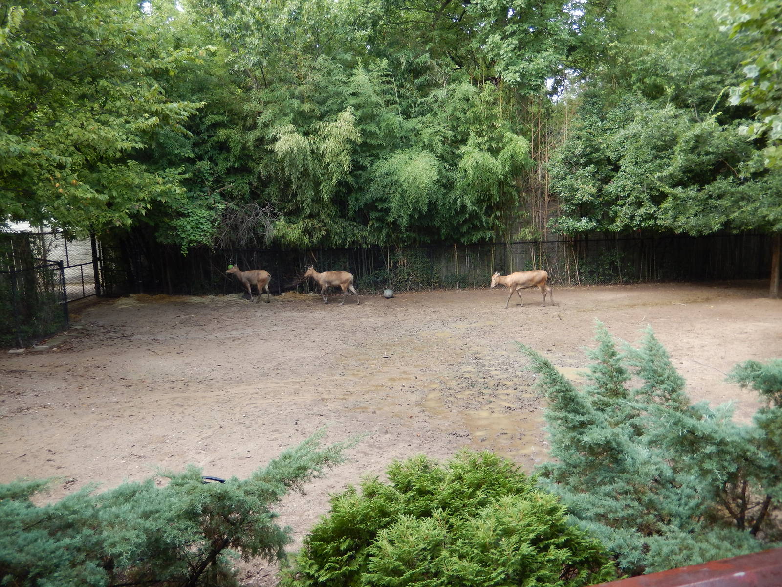8/14/2016 - Pere David's Deer & White-naped Crane Habitat