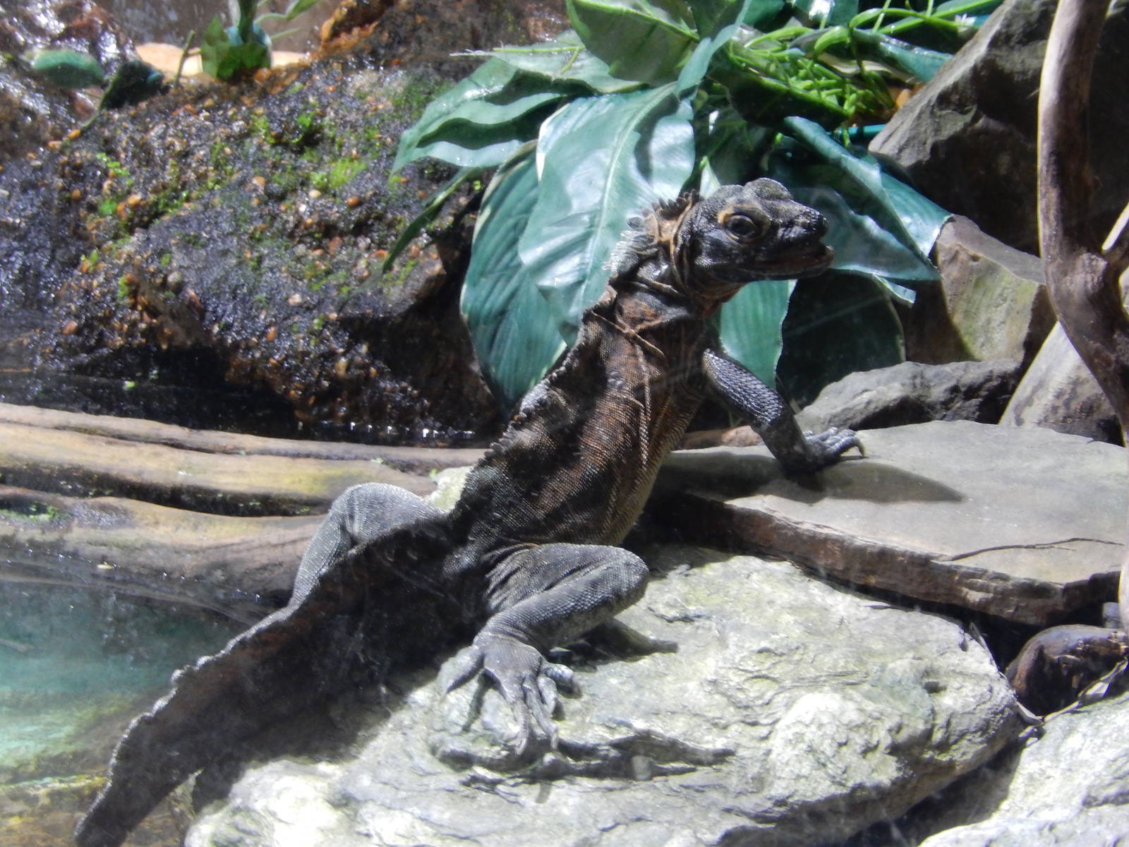 8/14/2016 - Philippine Sailfin Dragon