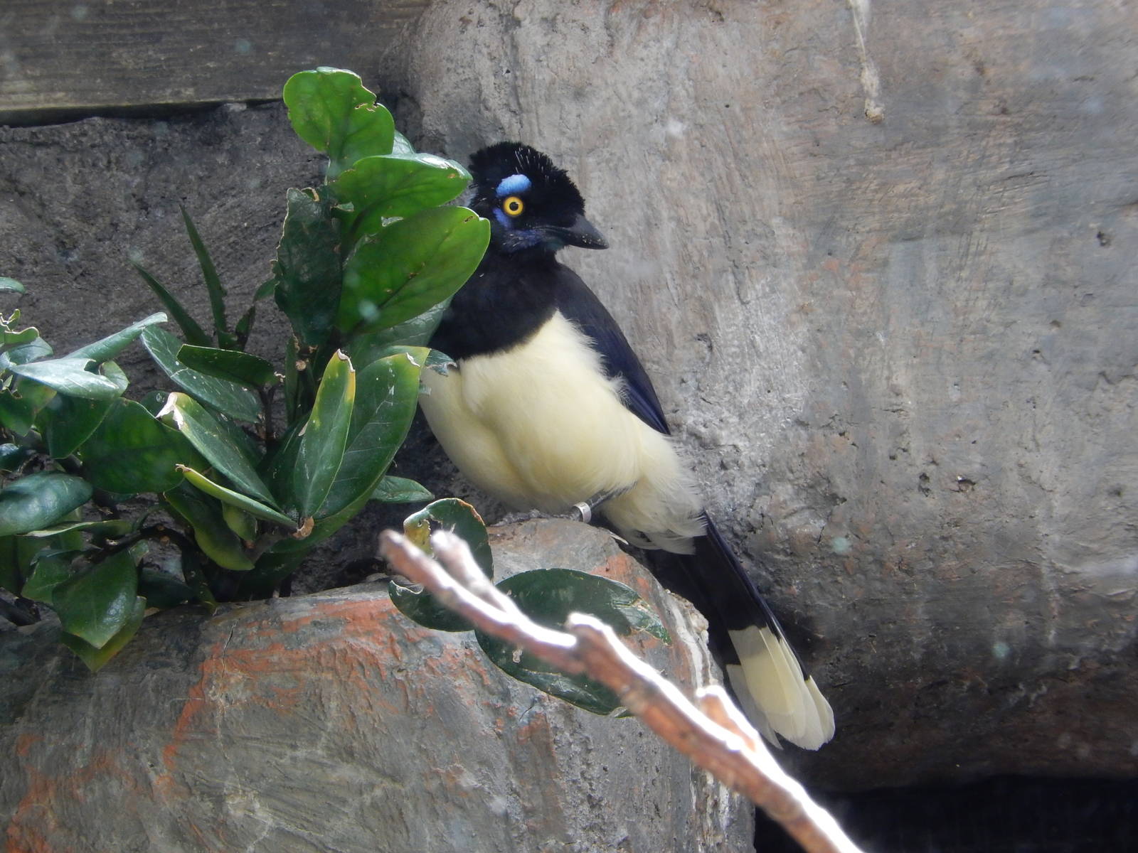 8/14/2016 - Plush Crested Jay
