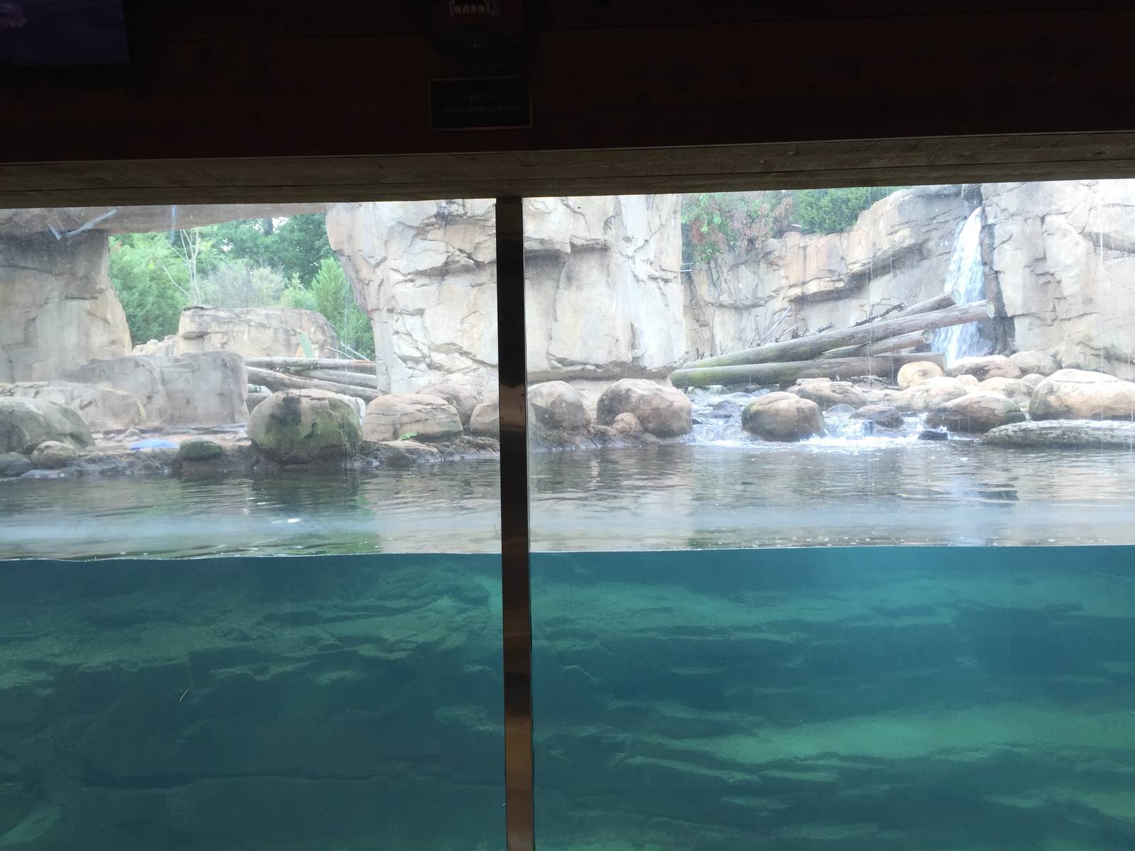 8/14/2016 - Polar Bear Underwater Viewing Area