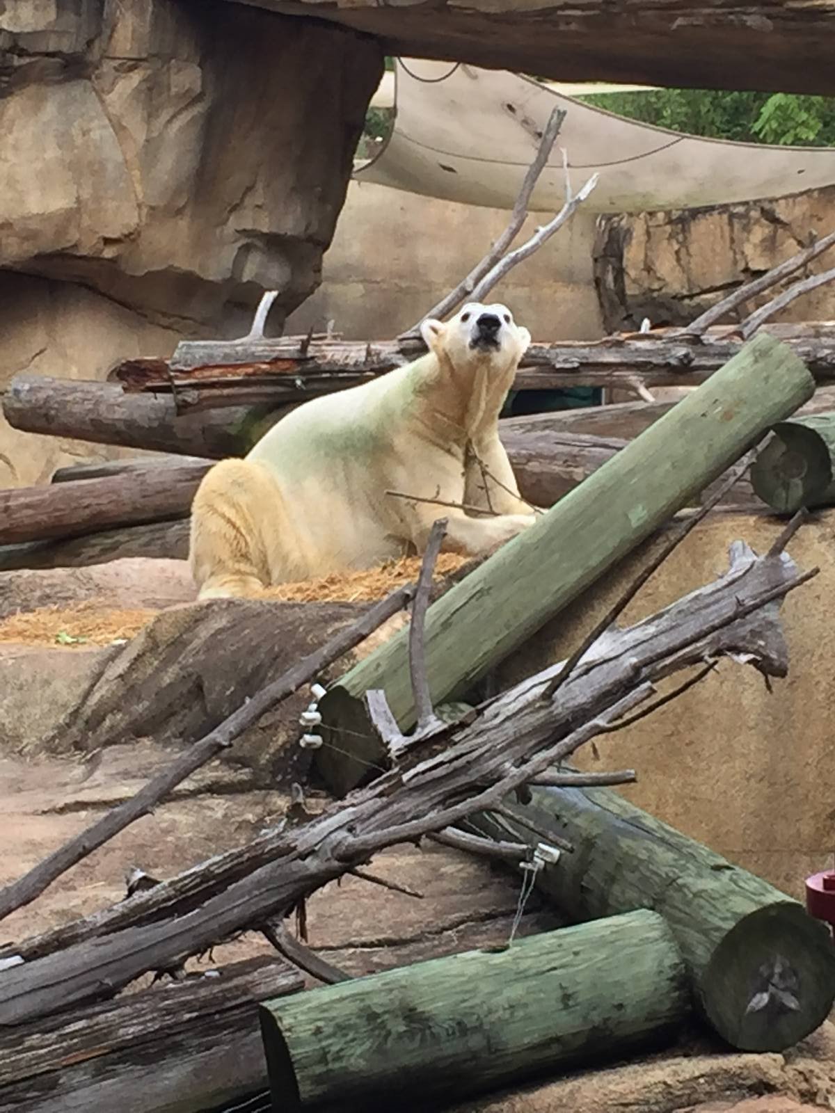 8/14/2016 - Polar Bear