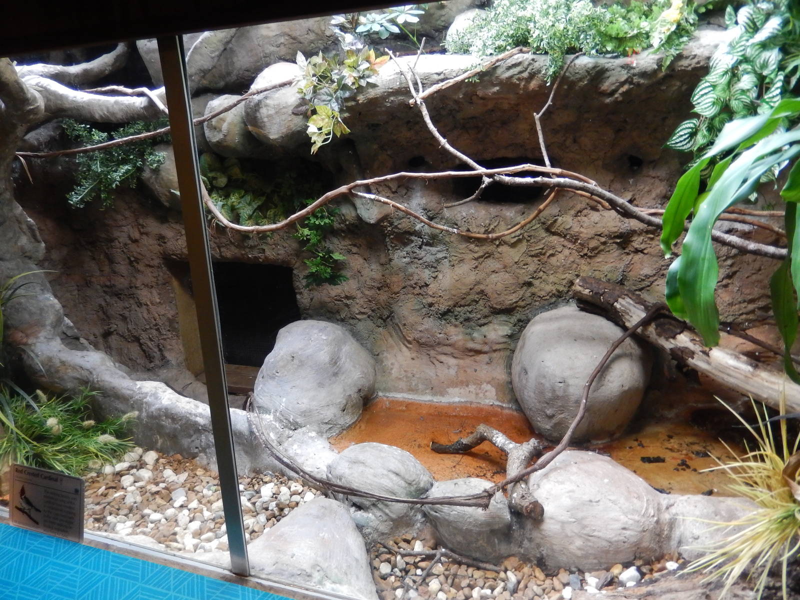 8/14/2016 - Red Crested Cardinal Exhibit