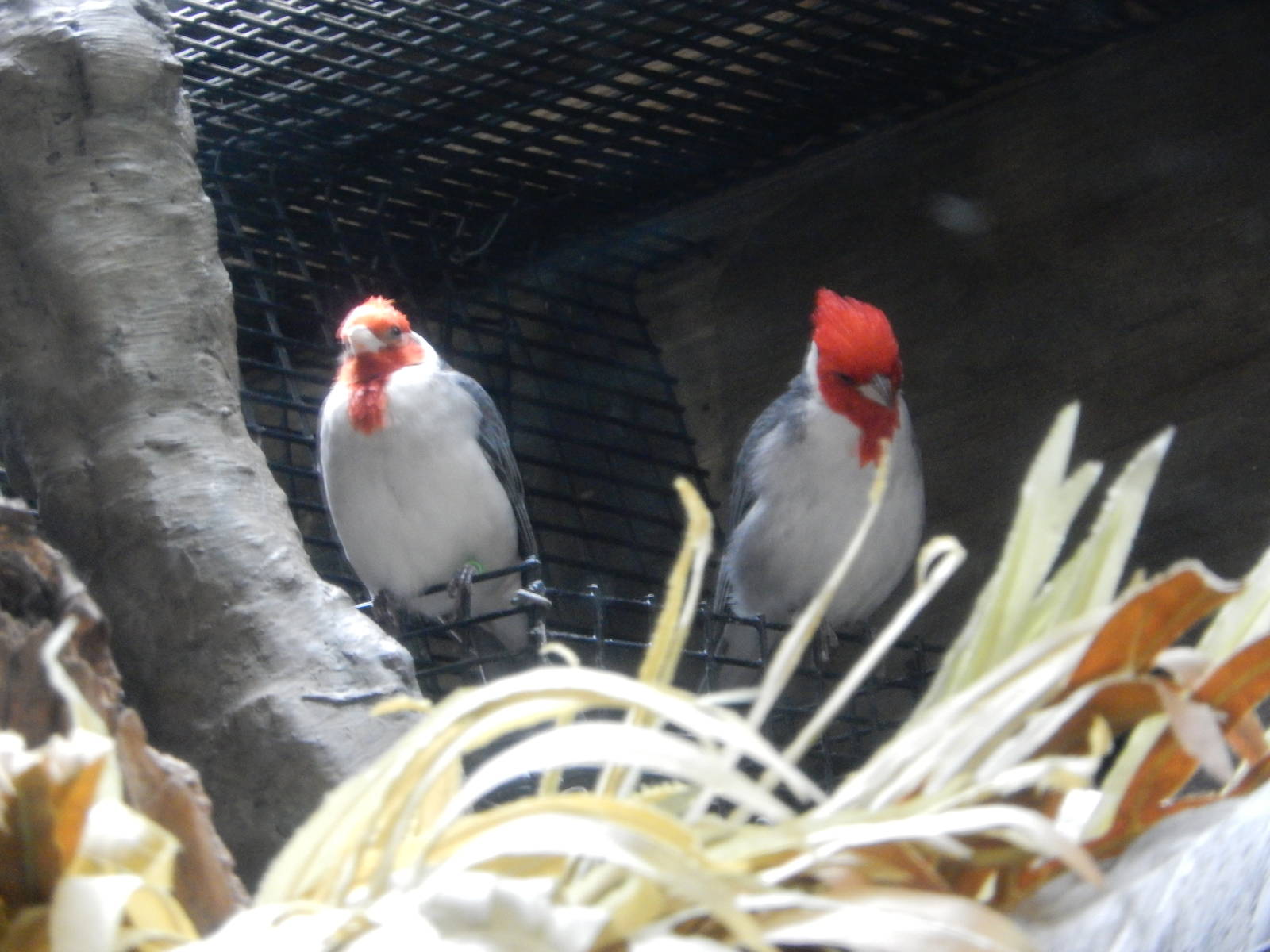 8/14/2016 - Red Crested Cardinals