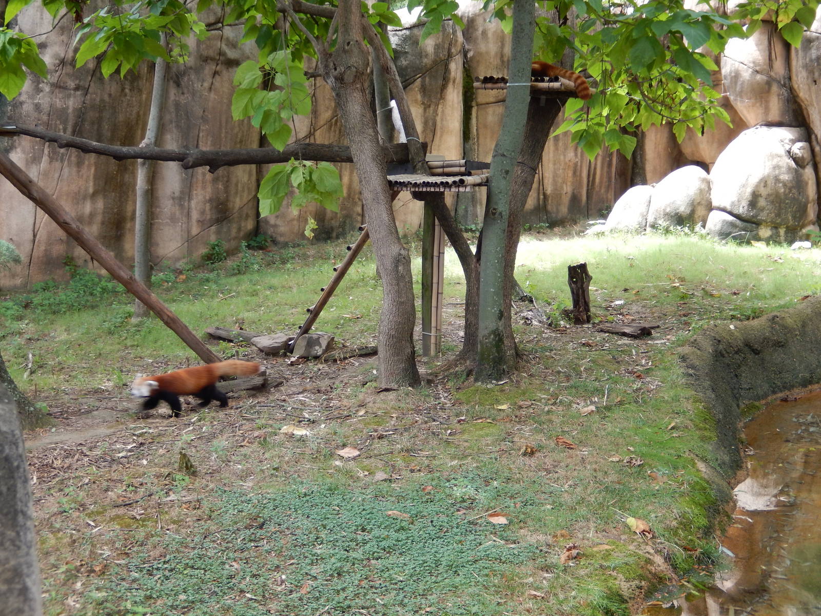 8/14/2016 - Red Panda Habitat