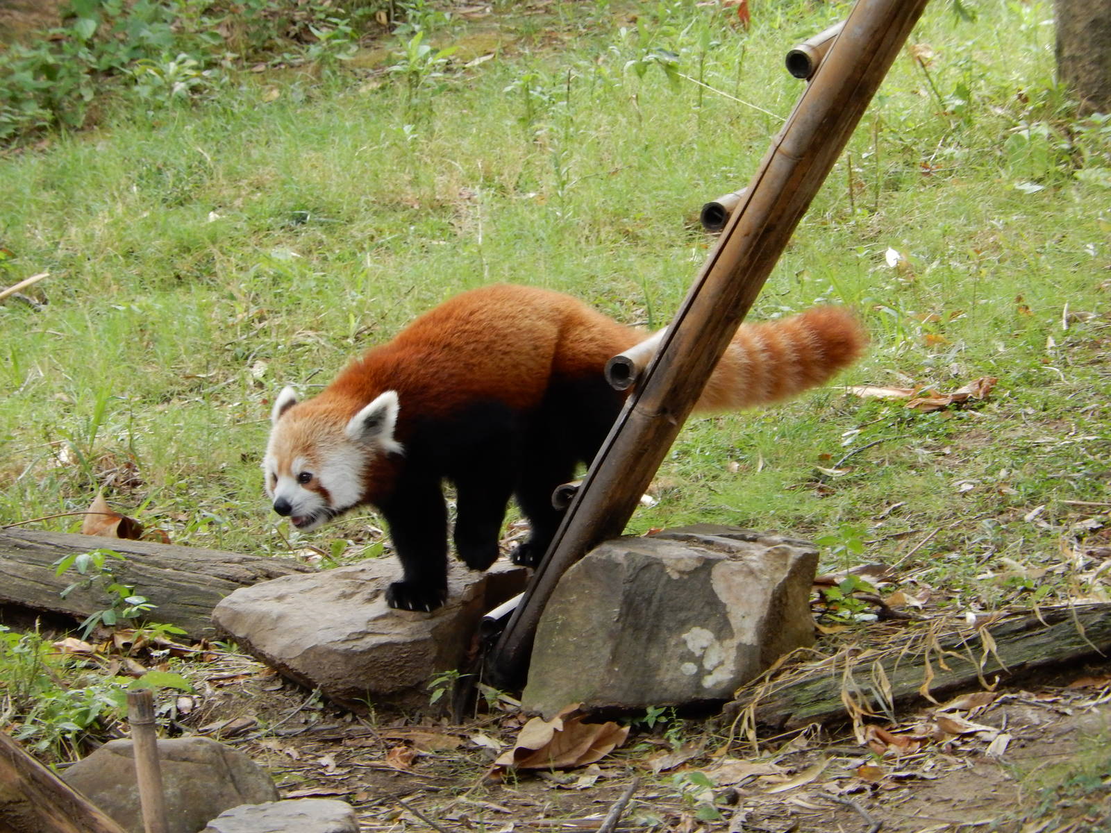 8/14/2016 - Red Panda on the Move