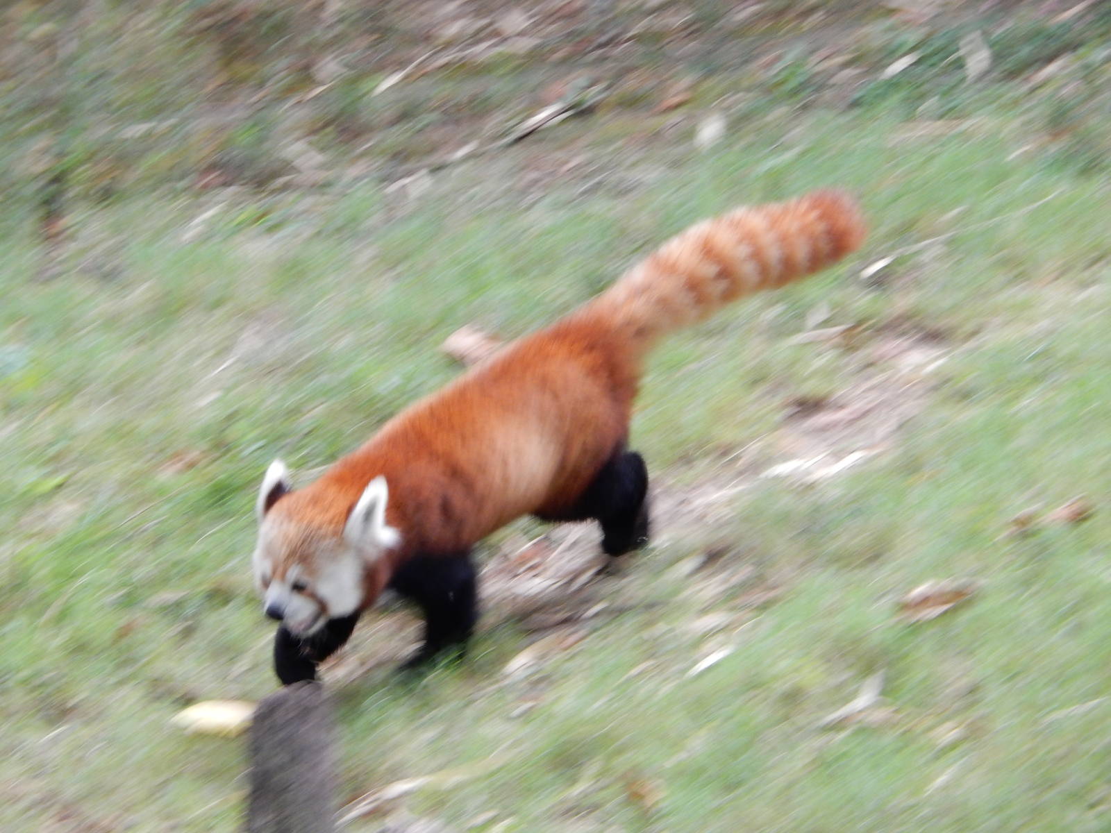 8/14/2016 - Red Panda Running