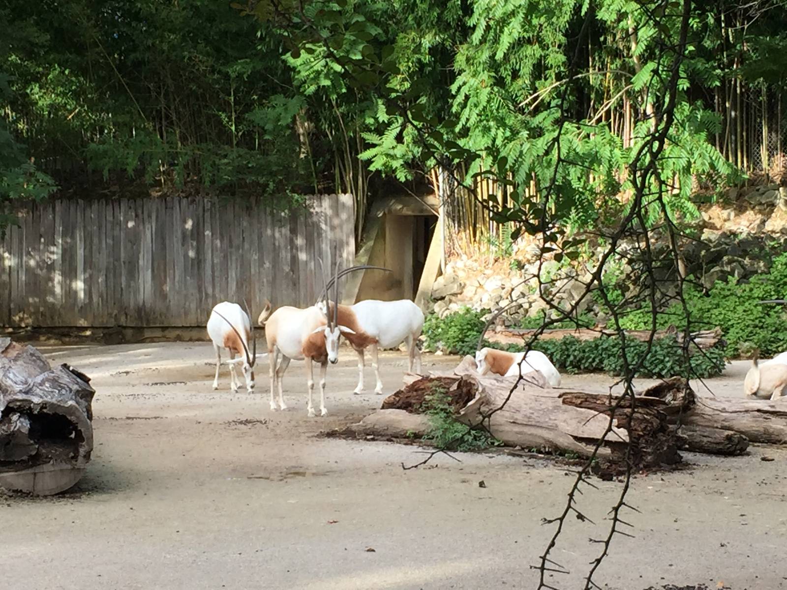 8/14/2016 - Scimitar-horned Oryx