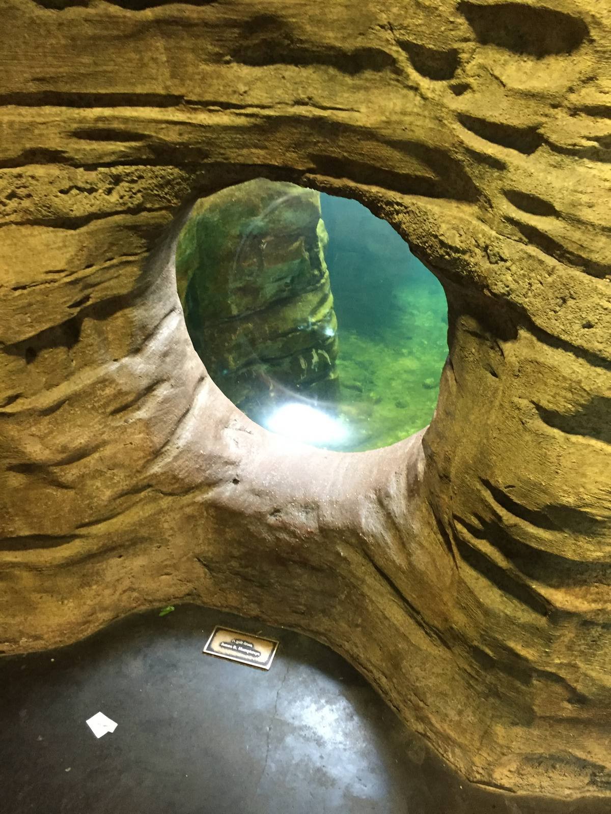 8/14/2016 - Sea Lion Underwater Viewing Bubble