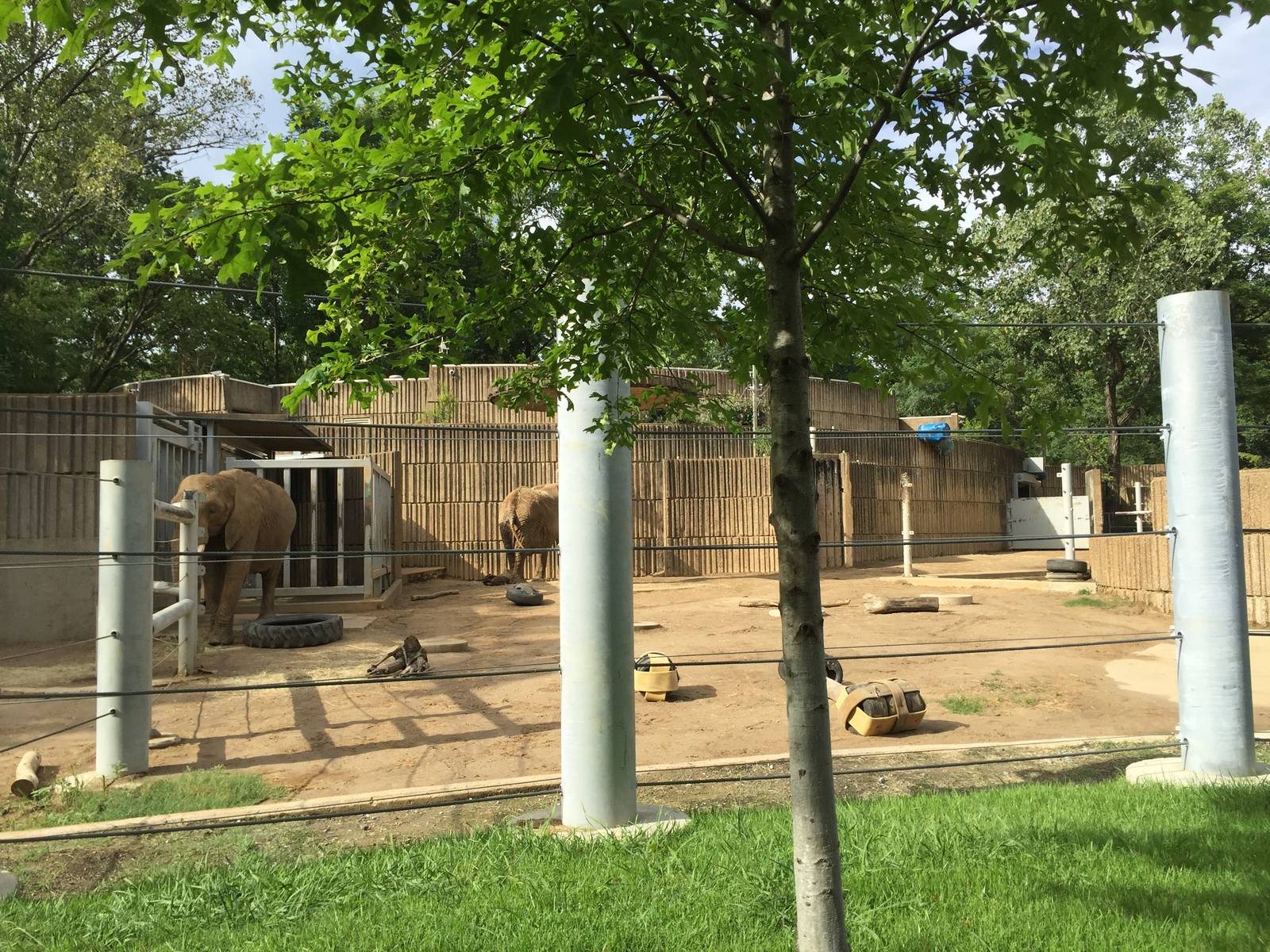 8/14/2016 - Second African Elephant Paddock