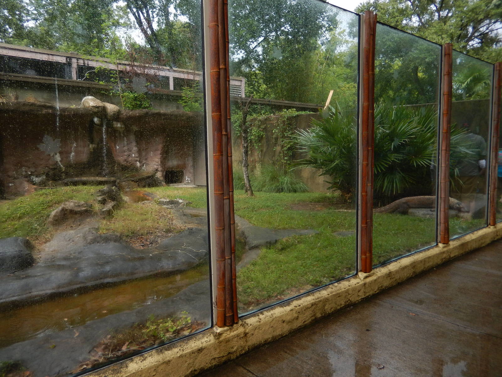 8/14/2016 - Second Komodo Dragon Habitat