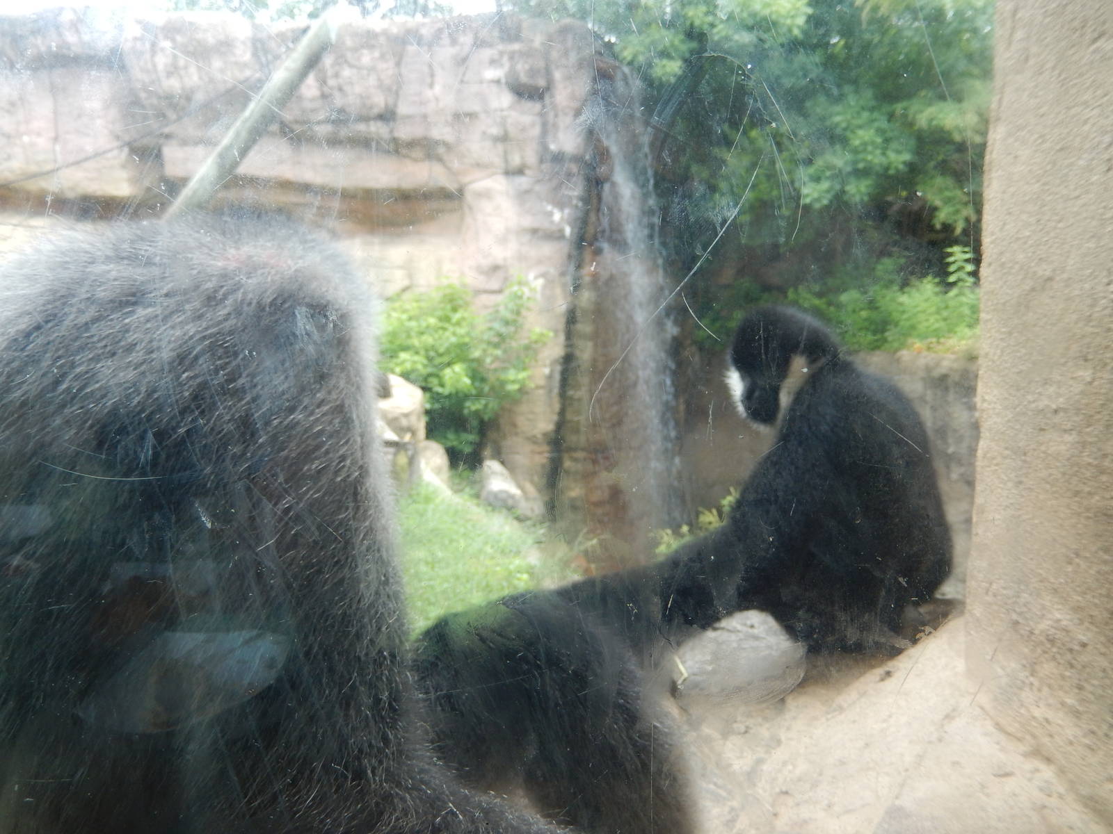 8/14/2016 - Some WILD Lunchtime Guests