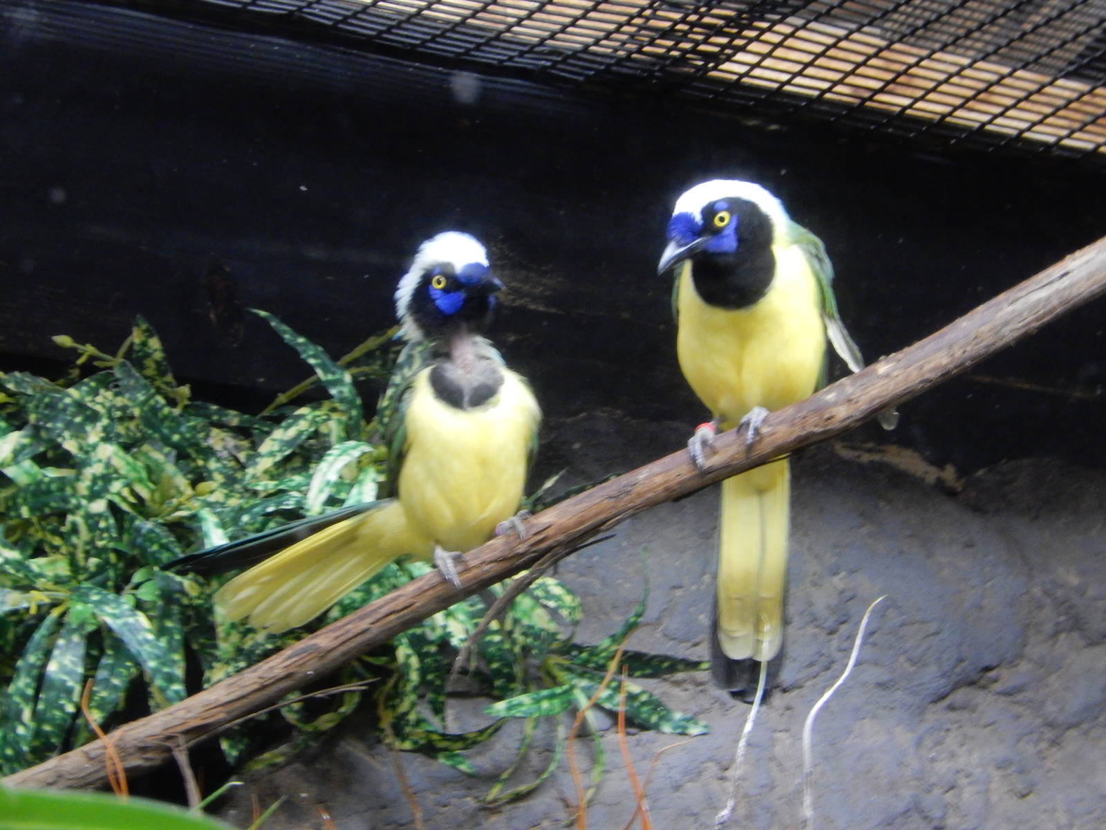 8/14/2016 - Species I.D. Help Please?