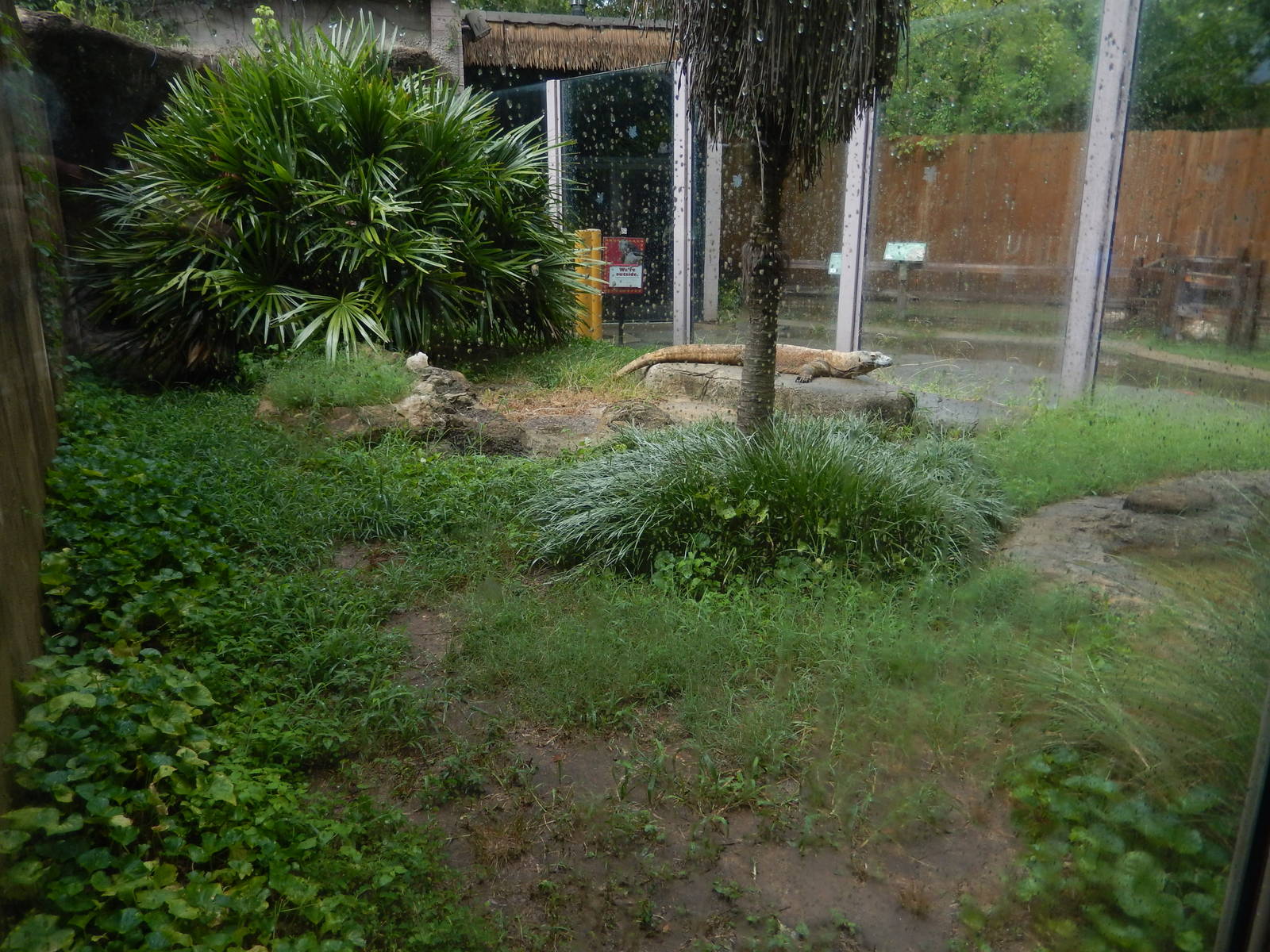 8/14/2016 - Third Komodo Dragon Habitat