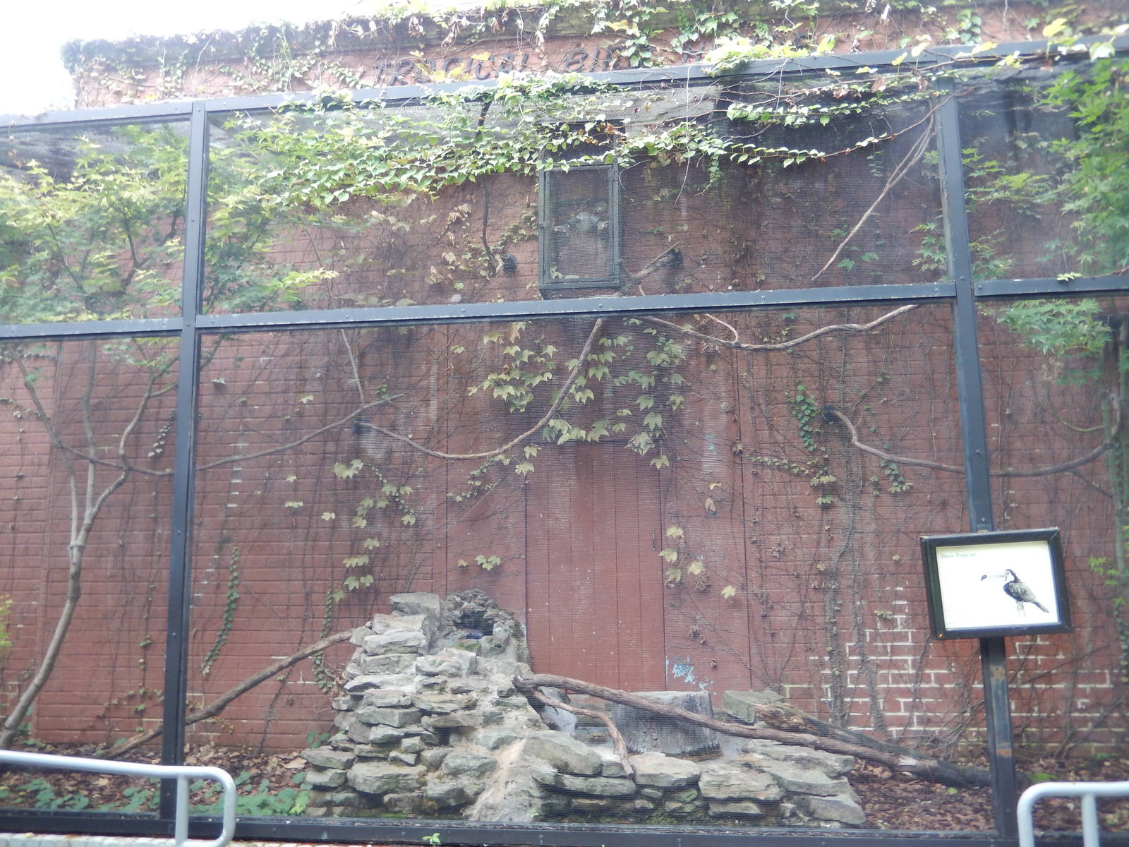 8/14/2016 - Toco Toucan Aviary