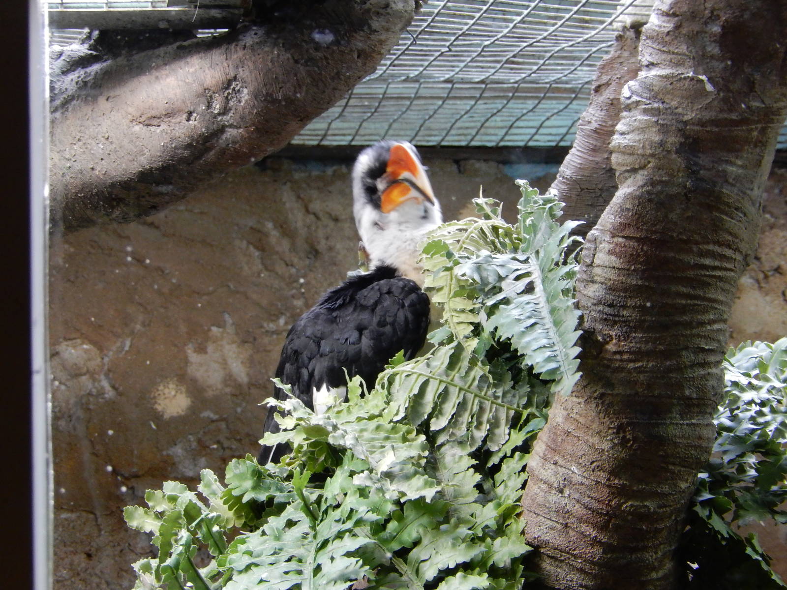 8/14/2016 - Von der Decken's Hornbill