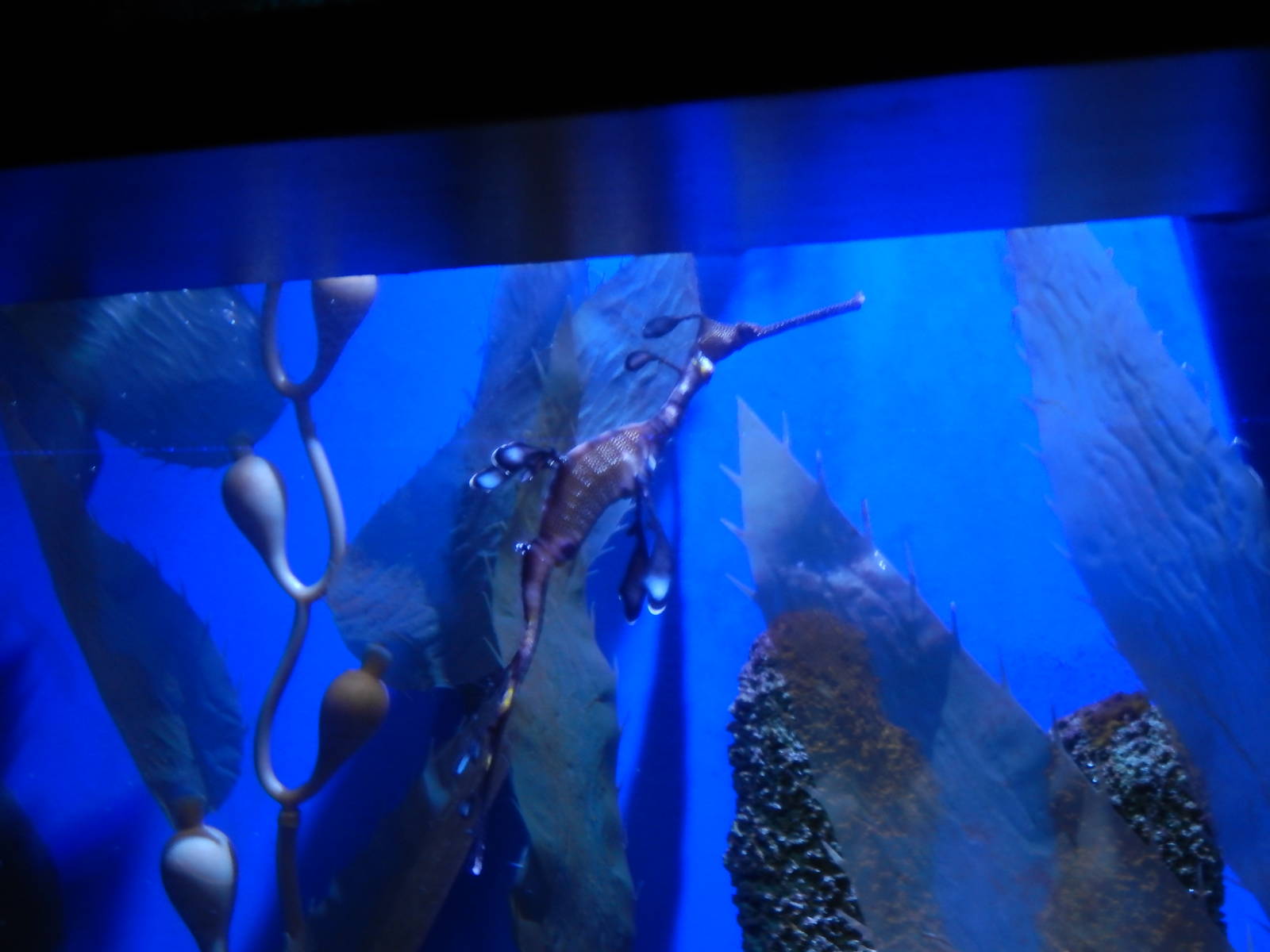 8/14/2016 - Weedy Sea Dragon