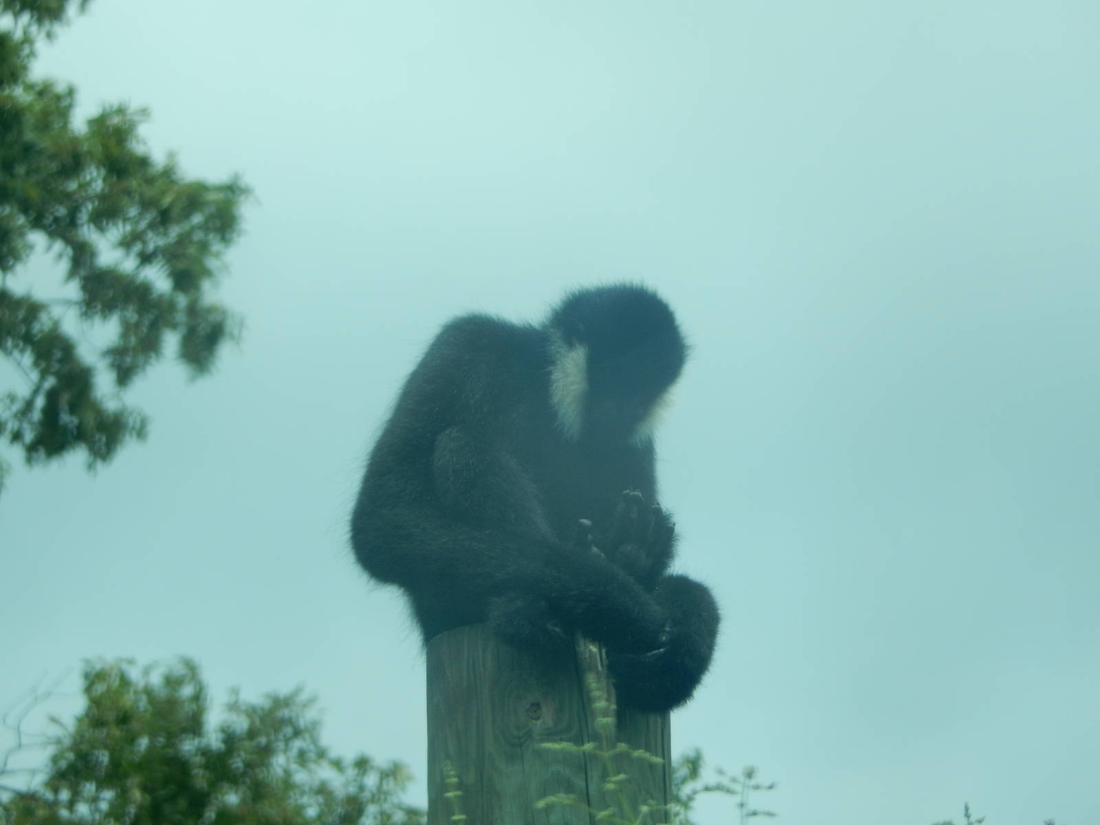 8/14/2016 - White-Cheeked Gibbon