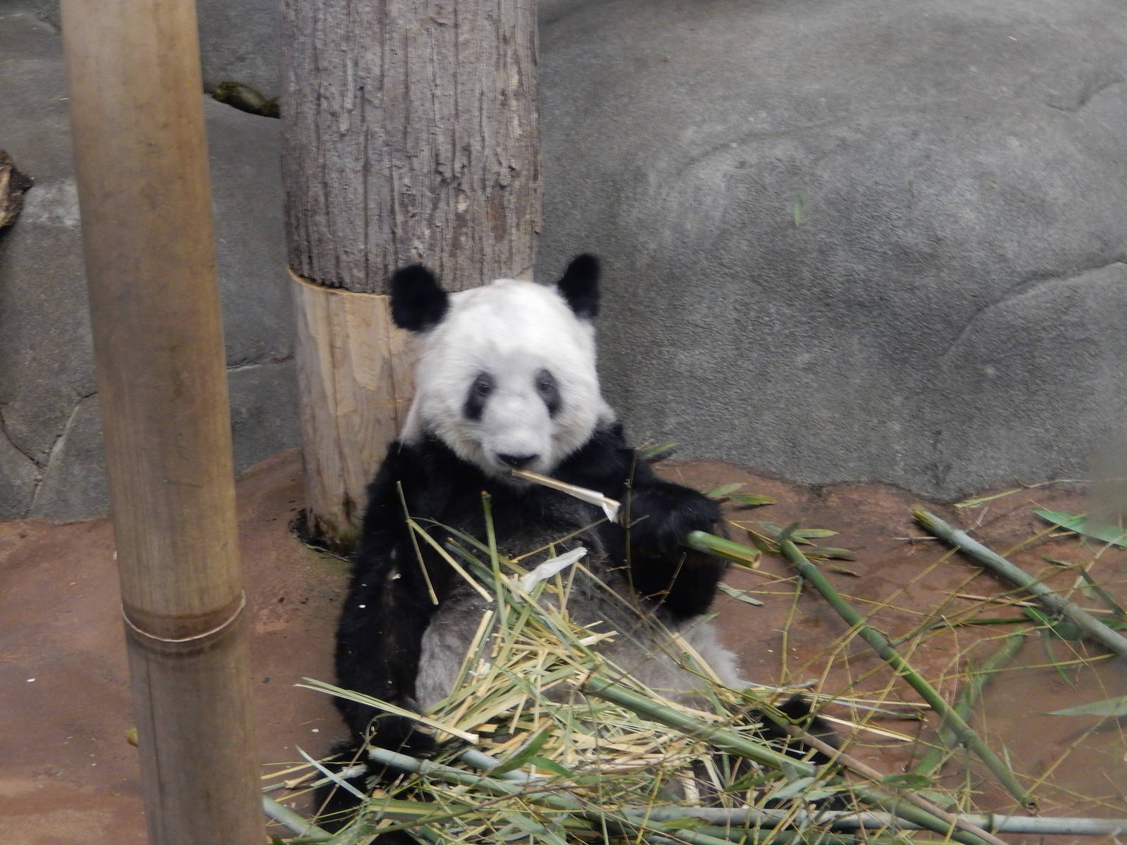 8/14/2016 - Ya Ya the Female Giant Panda