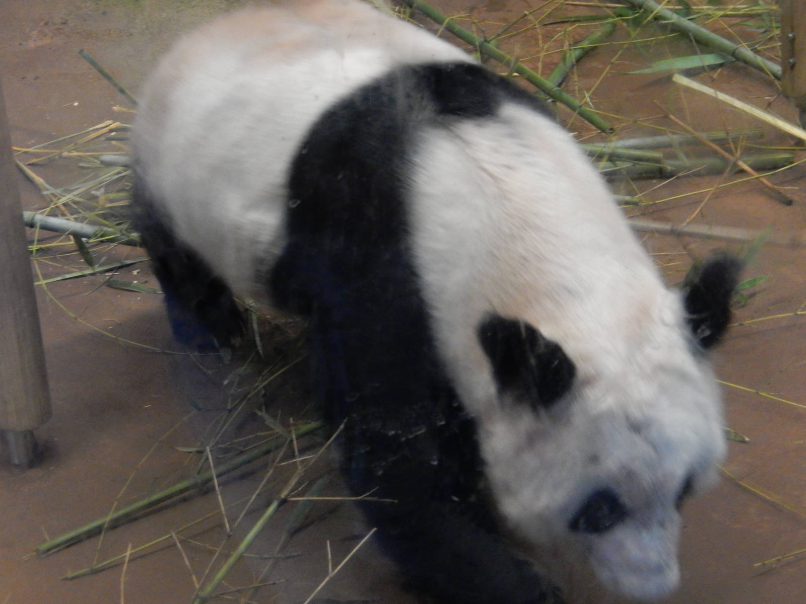 8/14/2016 - Ya Ya the Female Giant Panda