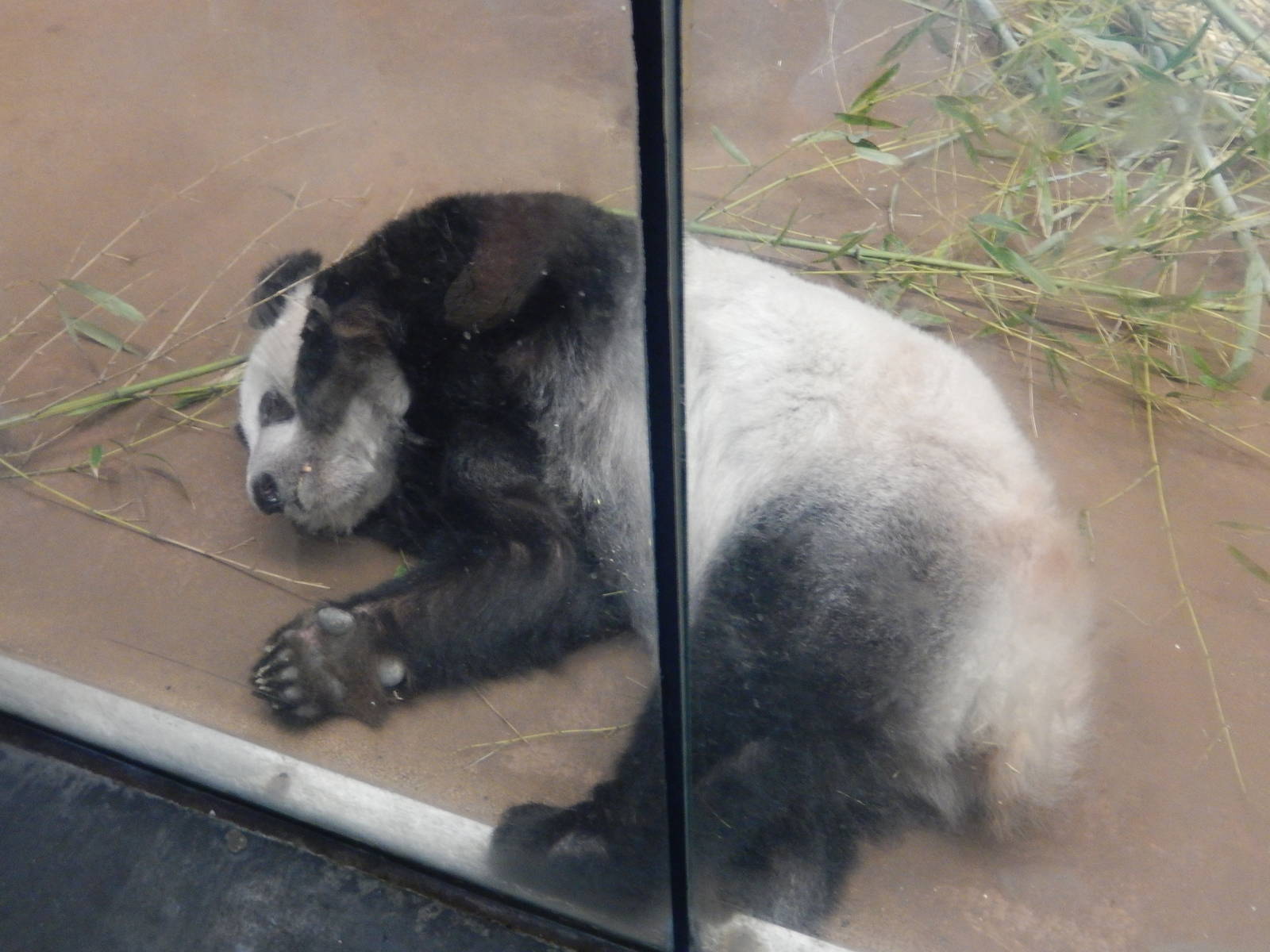 8/14/2016 - Ya Ya the Female Giant Panda
