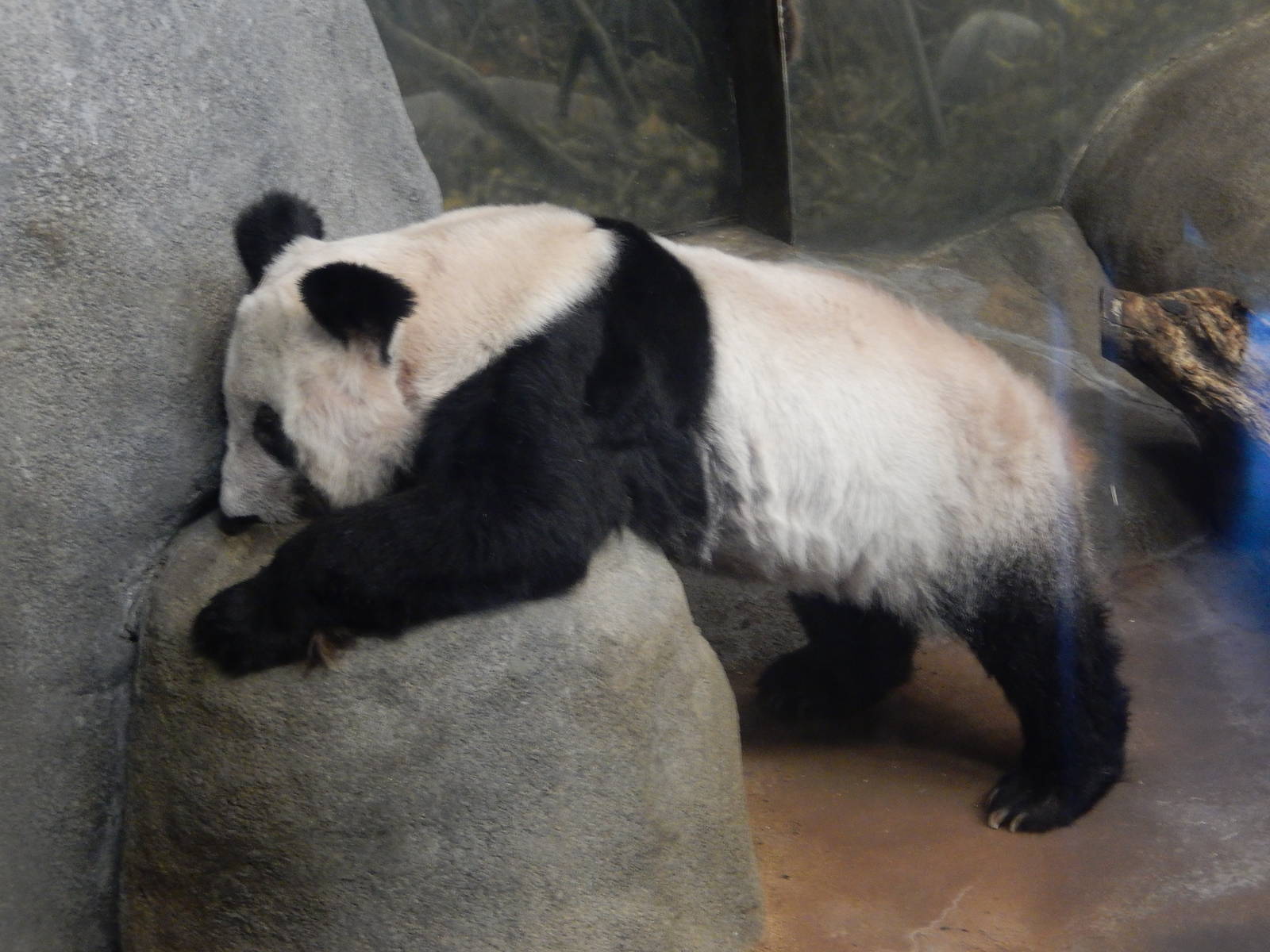 8/14/2016 - Ya Ya the Female Giant Panda
