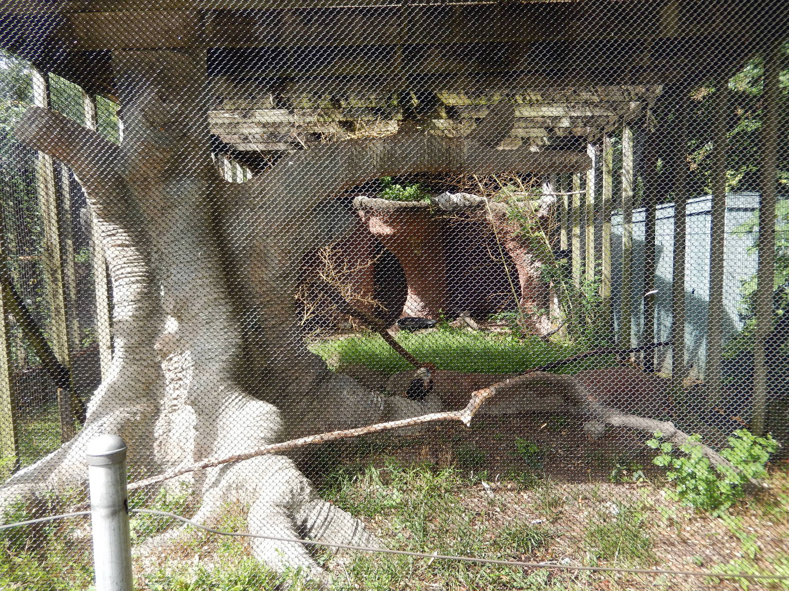 8/14/2016 - Yellow-casqued Hornbill Aviary