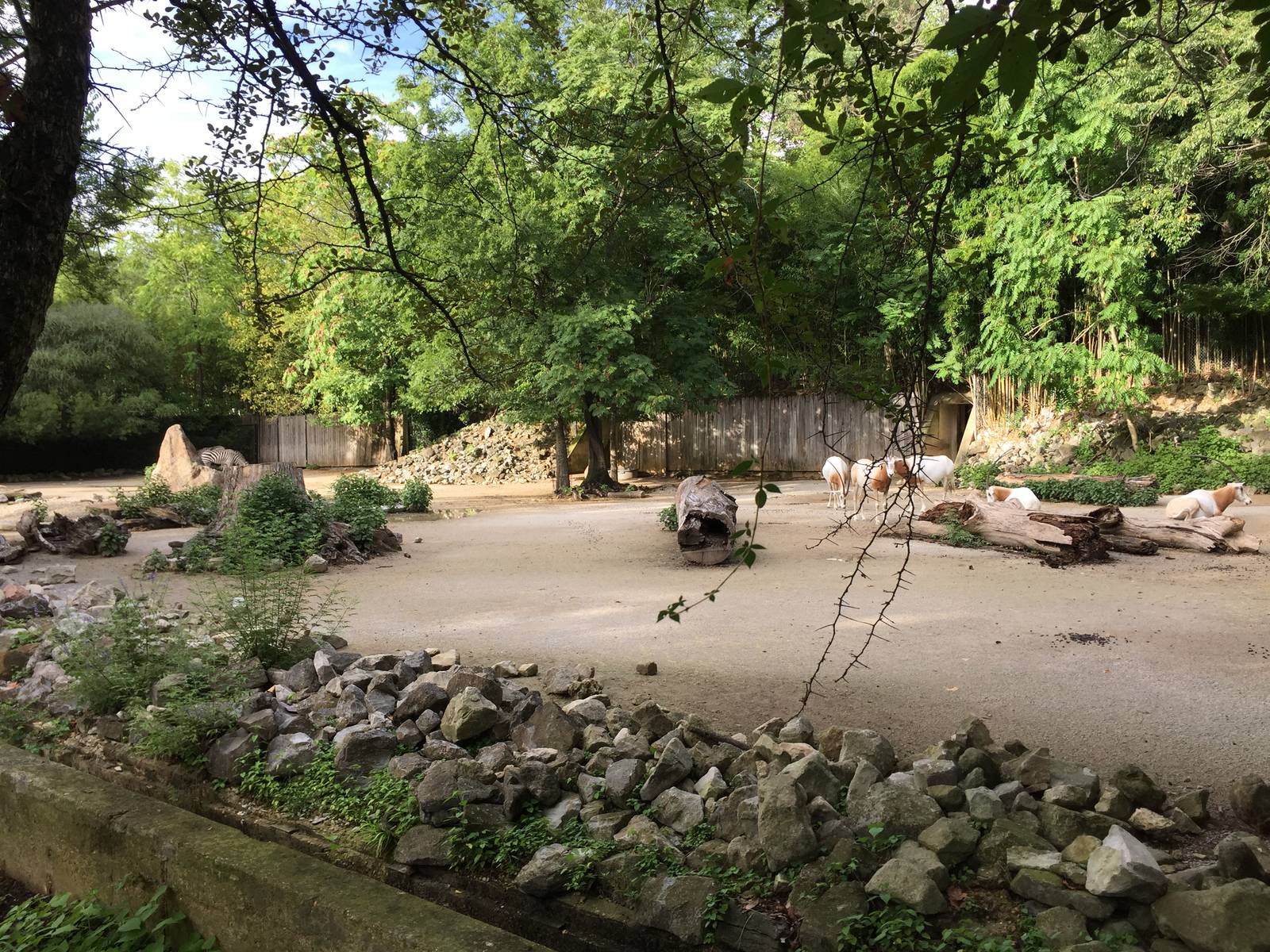 8/14/2016 - Zebra & Scimitar-horned Oryx Exhibit