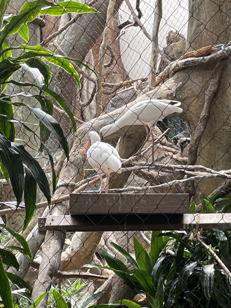 8/14/2021 - African Spoonbills