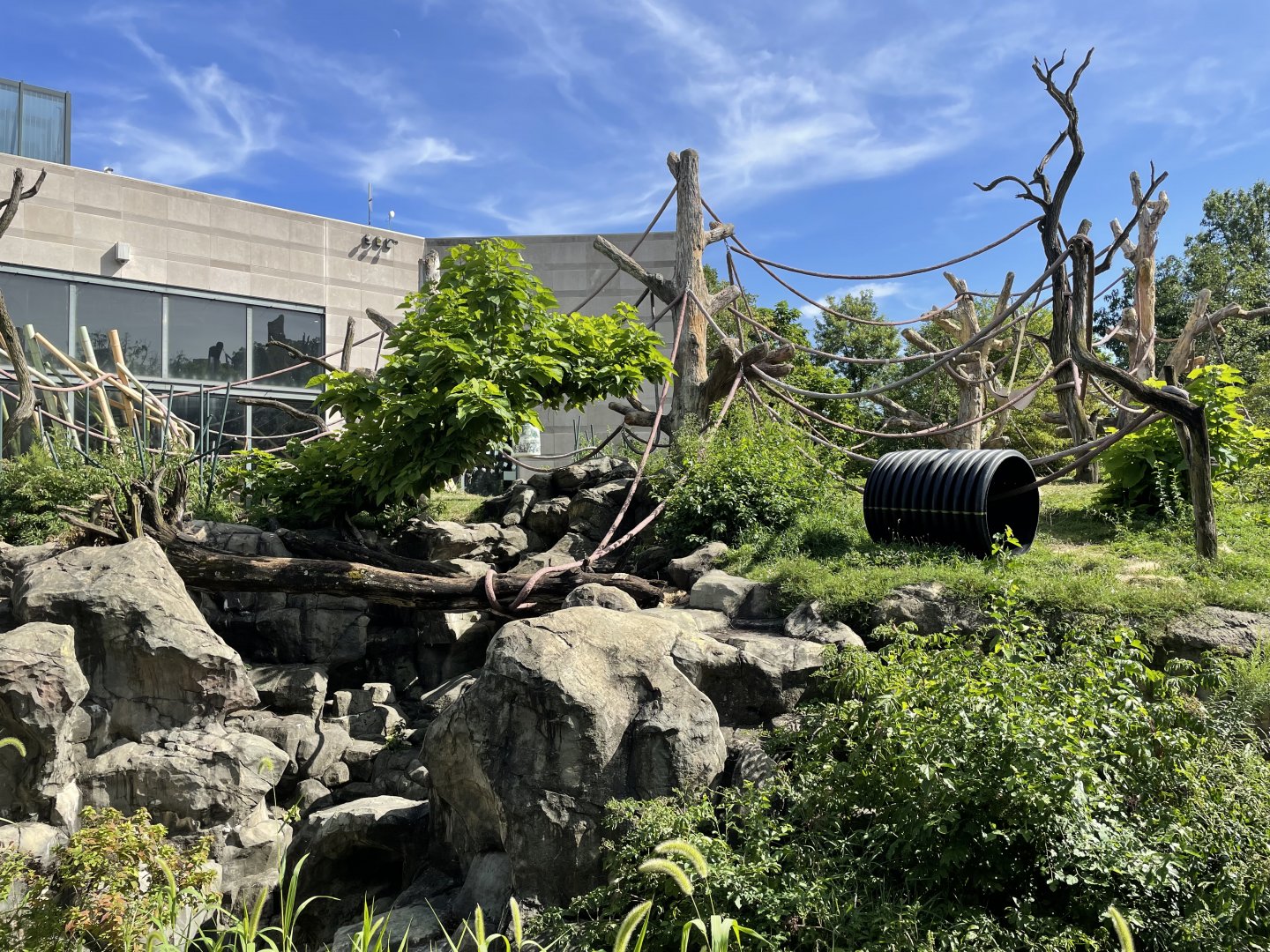 8/14/2021 - Bachelor Gorilla Habitat