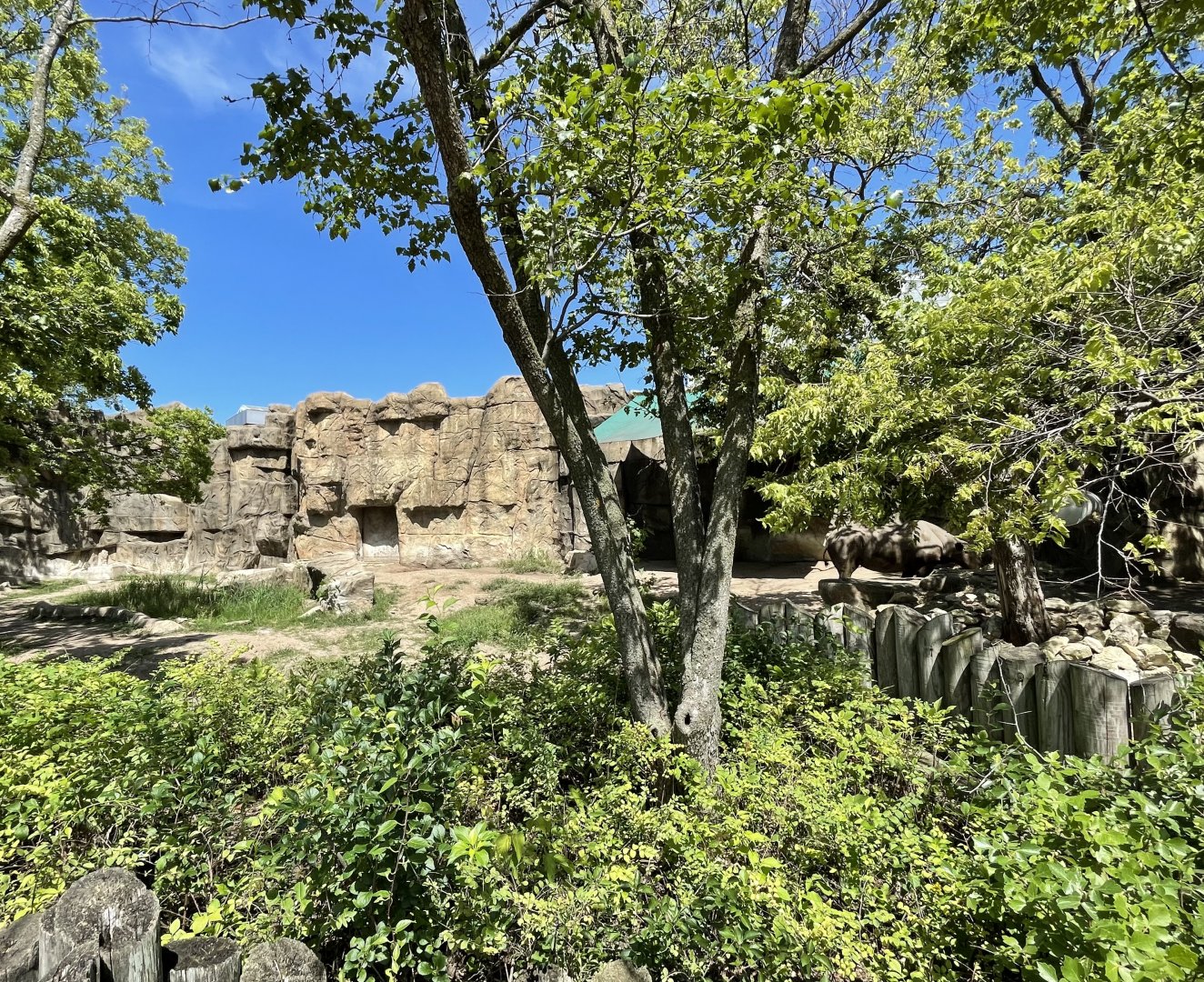 8/14/2021 - Black Rhino Habitat