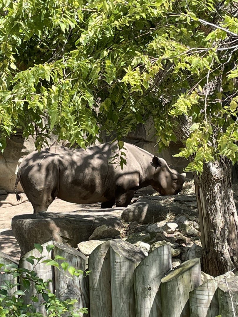 8/14/2021 - Black Rhino