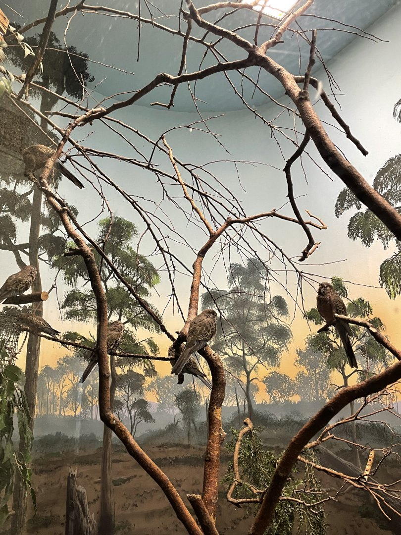 8/14/2021 - Bourke’s Parrots