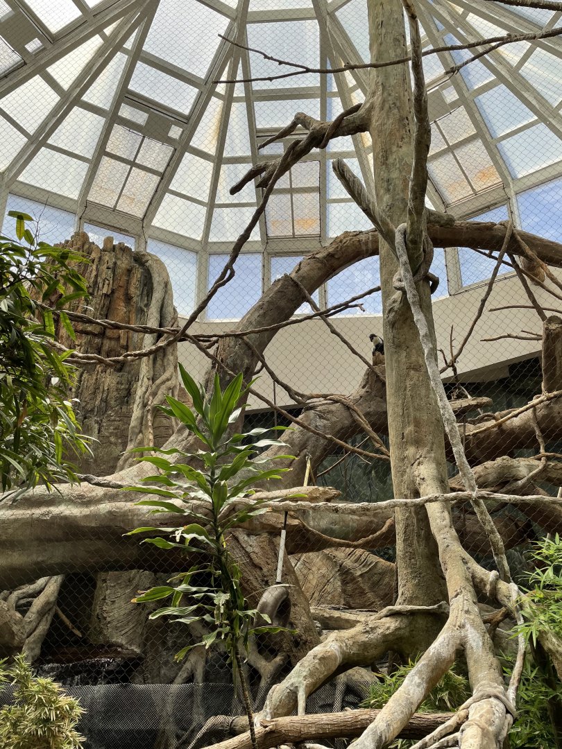 8/14/2021 - Diana Monkey Exhibit